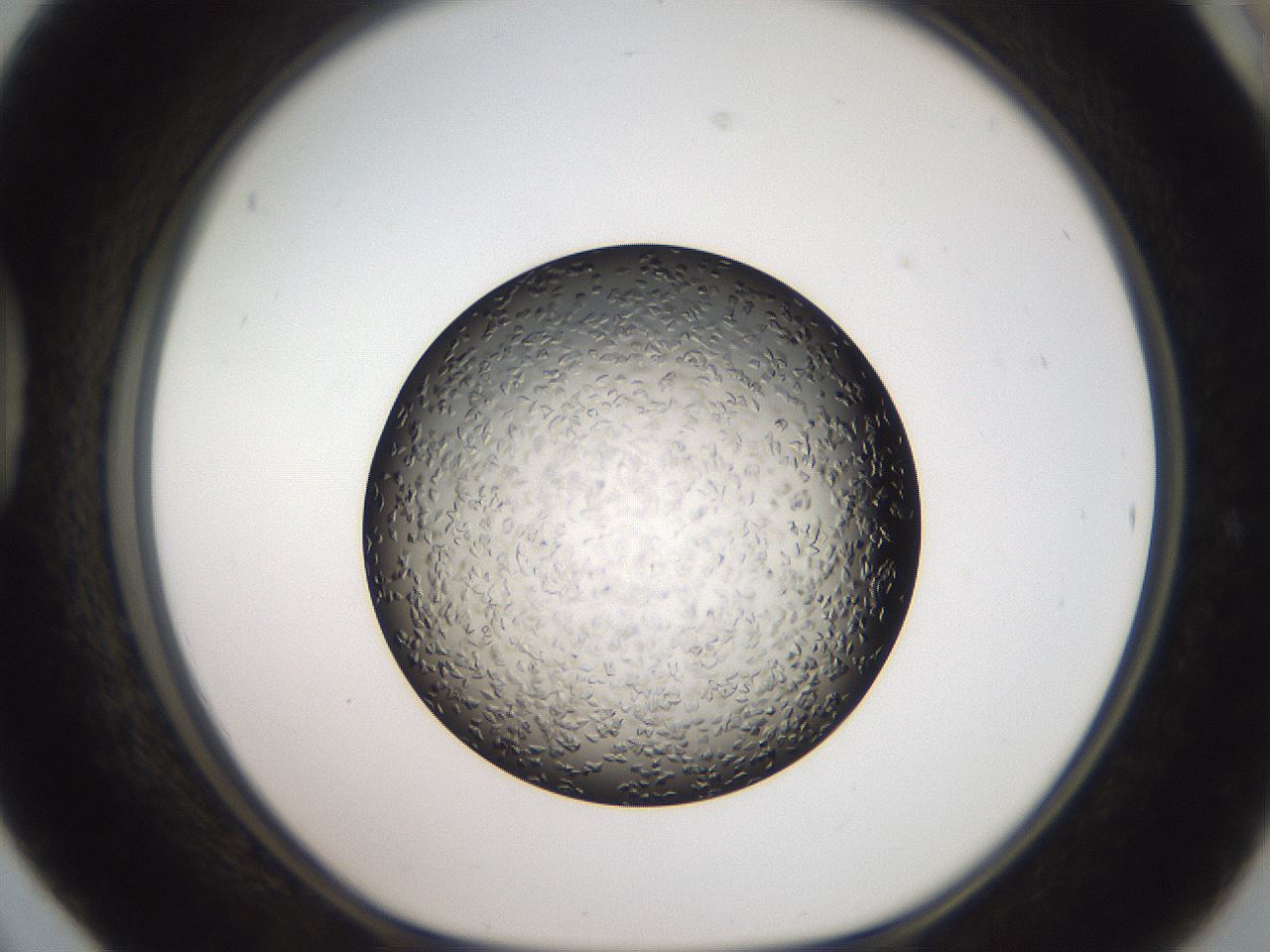 folderID487_plateID3487_batchID20583_wellNum42_profileID1_d1_r311177_ef.jpg