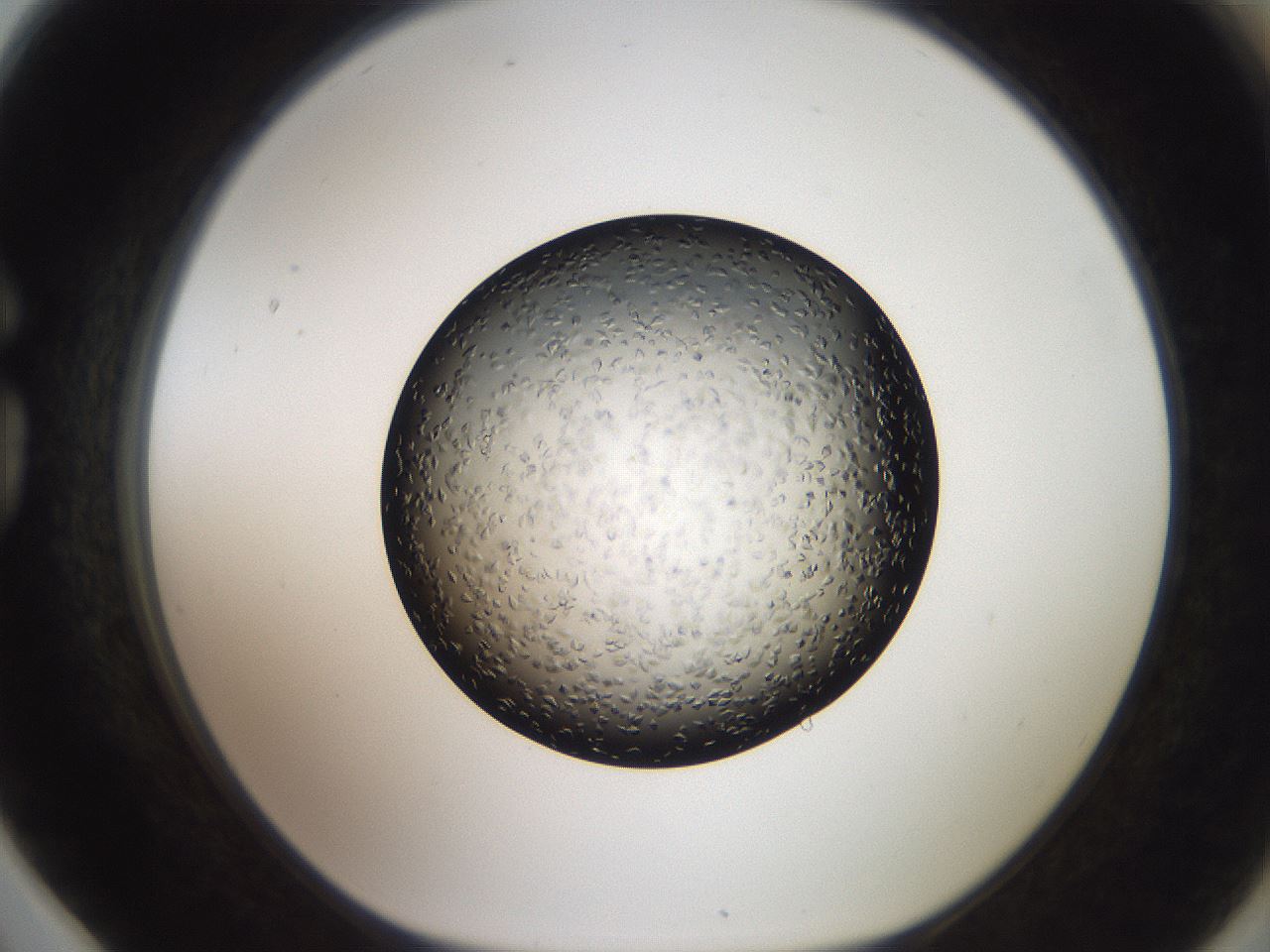 folderID487_plateID3487_batchID21612_wellNum78_profileID1_d1_r311213_ef.jpg