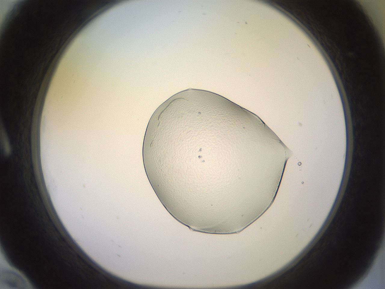 folderID501_plateID3501_batchID21702_wellNum10_profileID1_d1_r313752_ef.jpg