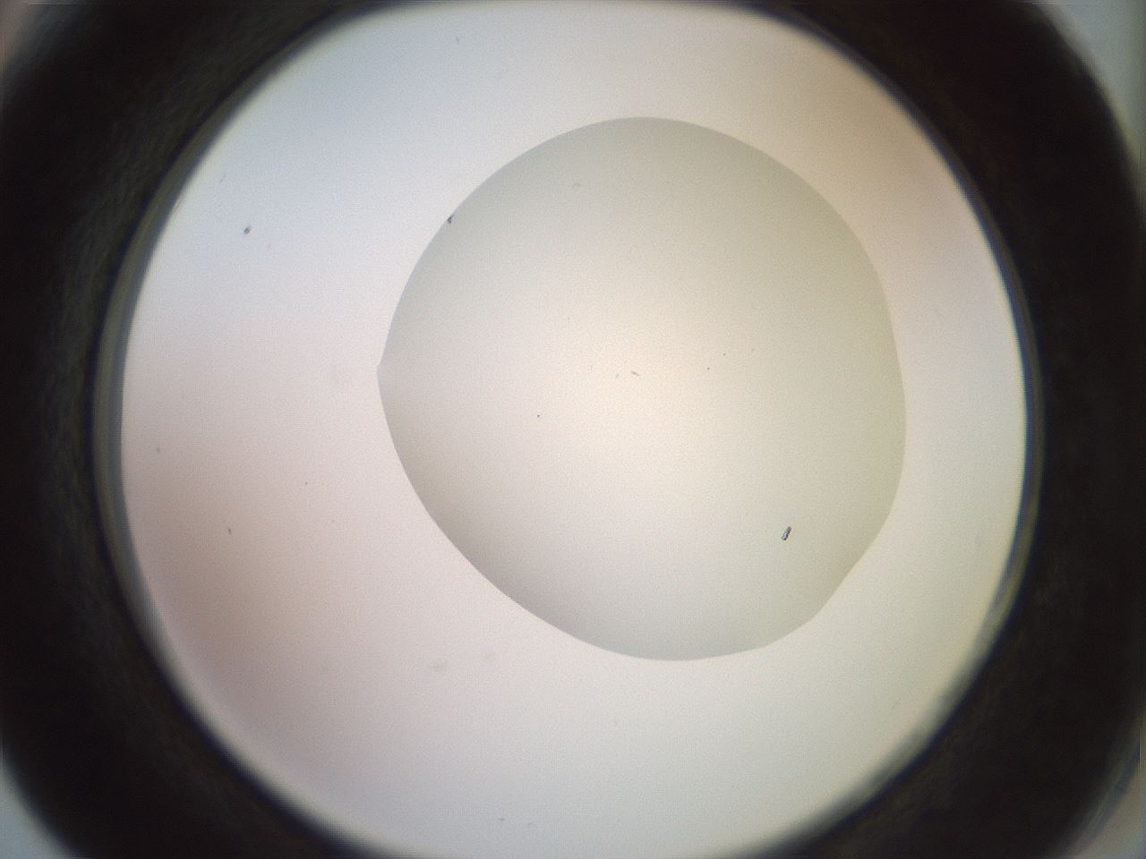 folderID503_plateID3503_batchID21541_wellNum66_profileID1_d2_r314825_ef.jpg