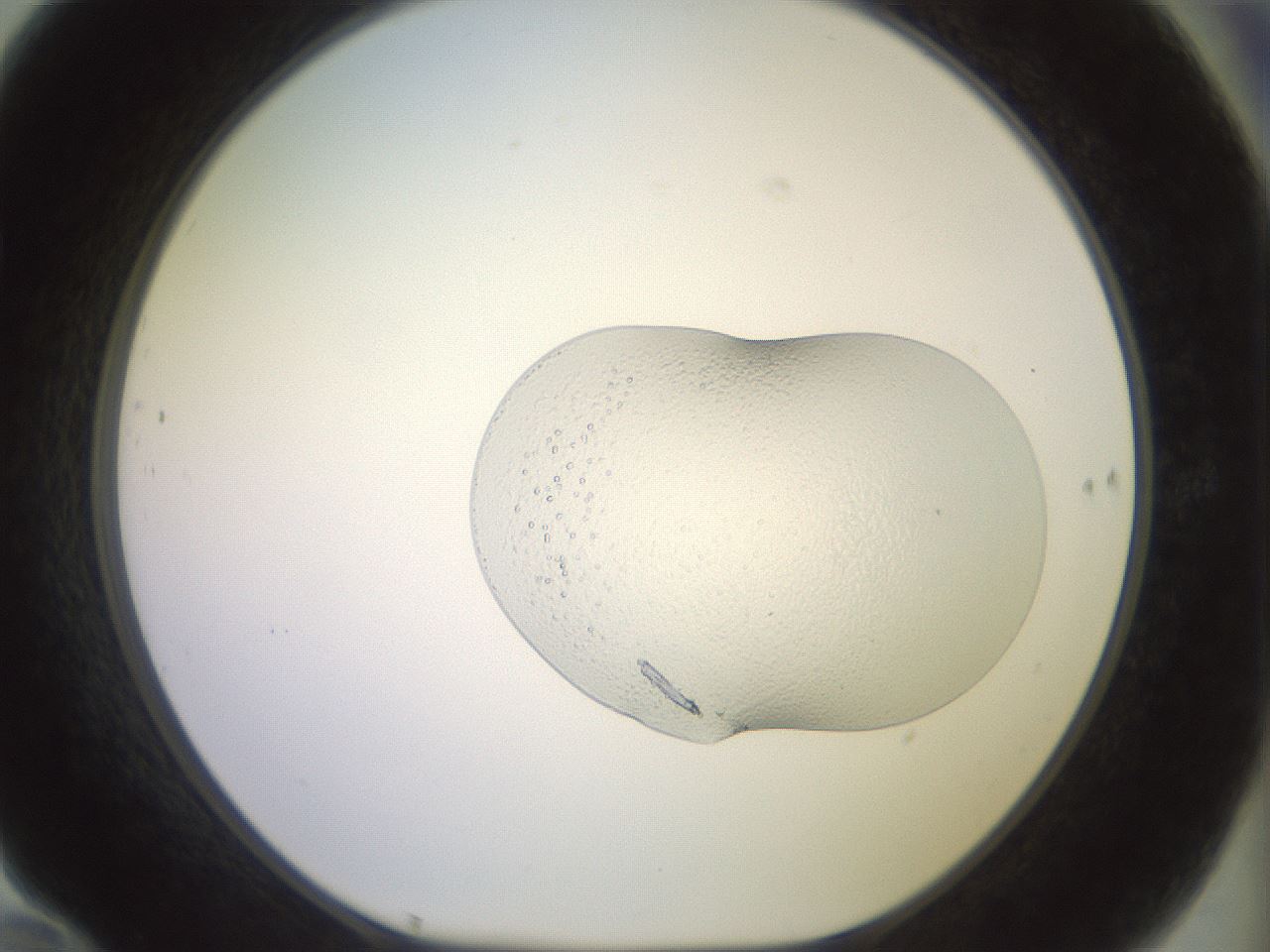 folderID504_plateID3504_batchID20678_wellNum70_profileID1_d1_r315408_ef.jpg