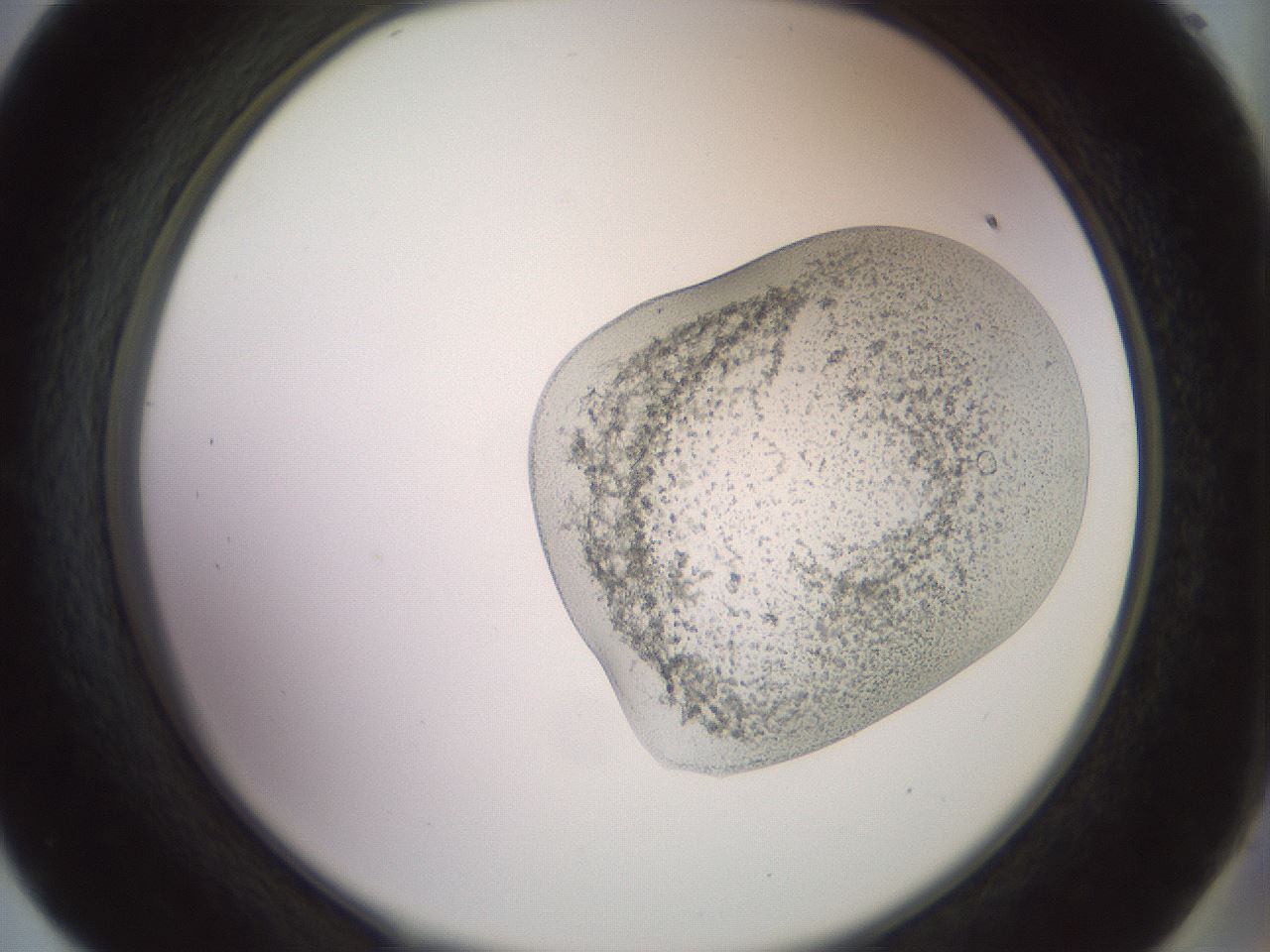 folderID504_plateID3504_batchID22125_wellNum57_profileID1_d2_r315383_ef.jpg