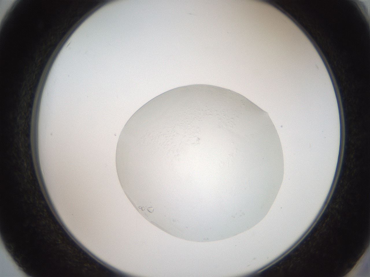 folderID505_plateID3505_batchID20654_wellNum50_profileID1_d2_r311718_ef.jpg