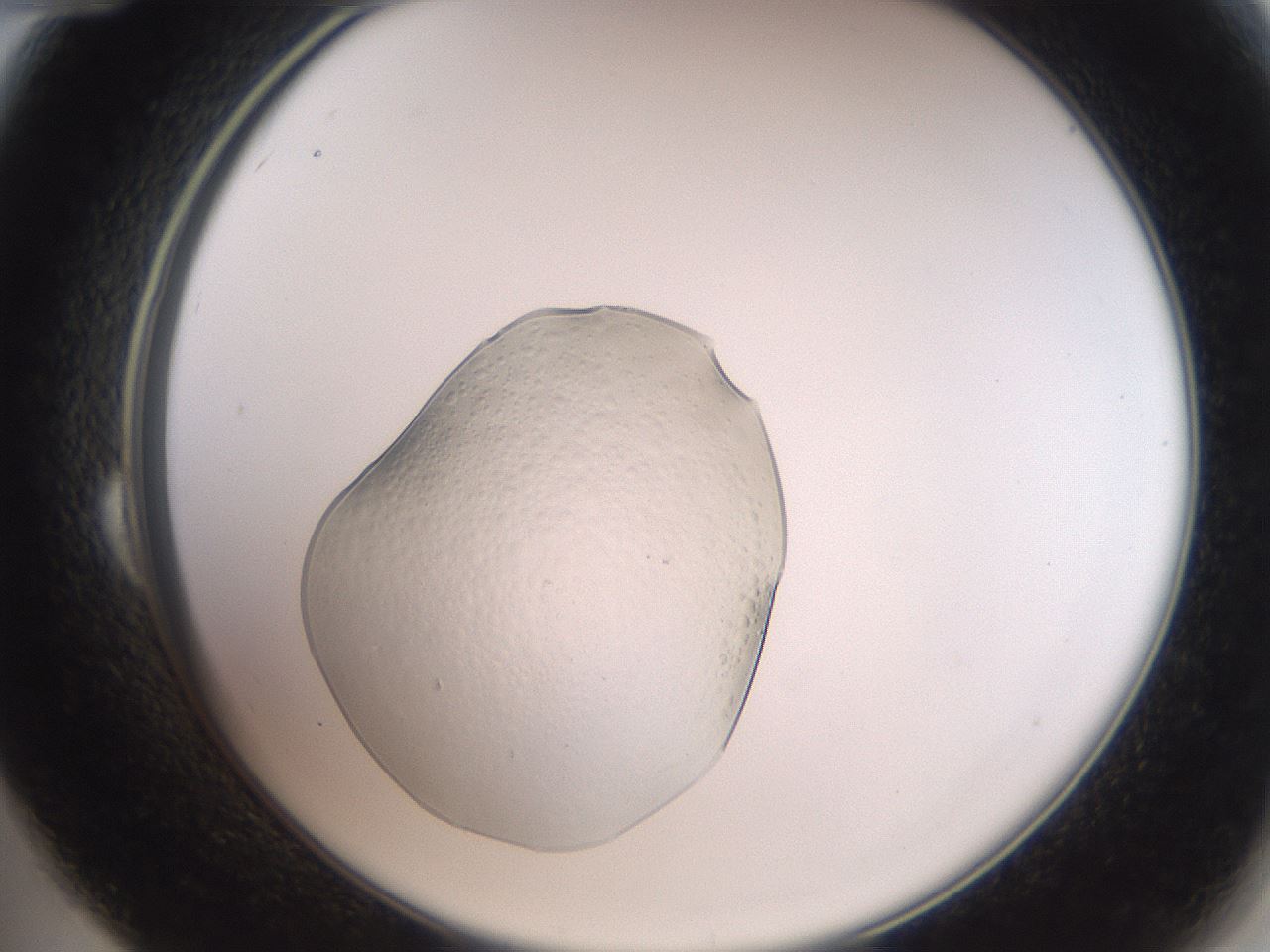 folderID505_plateID3505_batchID20975_wellNum24_profileID1_d2_r311666_ef.jpg