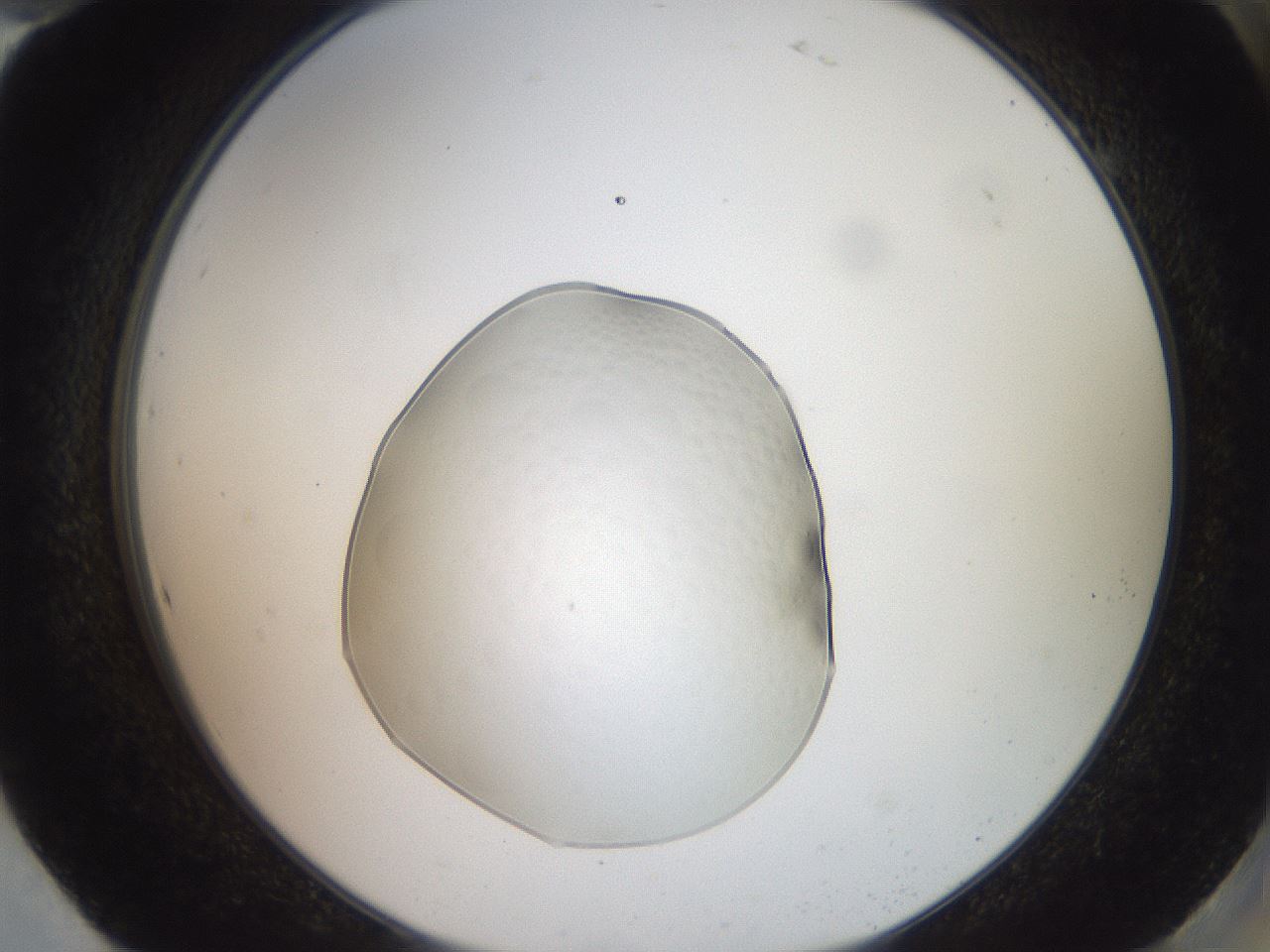 folderID505_plateID3505_batchID21359_wellNum94_profileID1_d2_r311806_ef.jpg