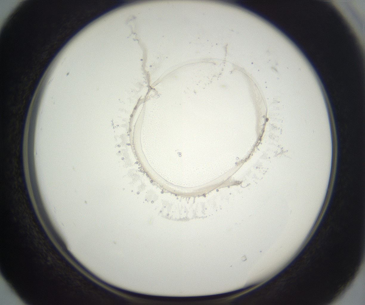 folderID50_plateID3050_batchID19174_wellNum40_profileID1_d1_r258903_ef.jpg