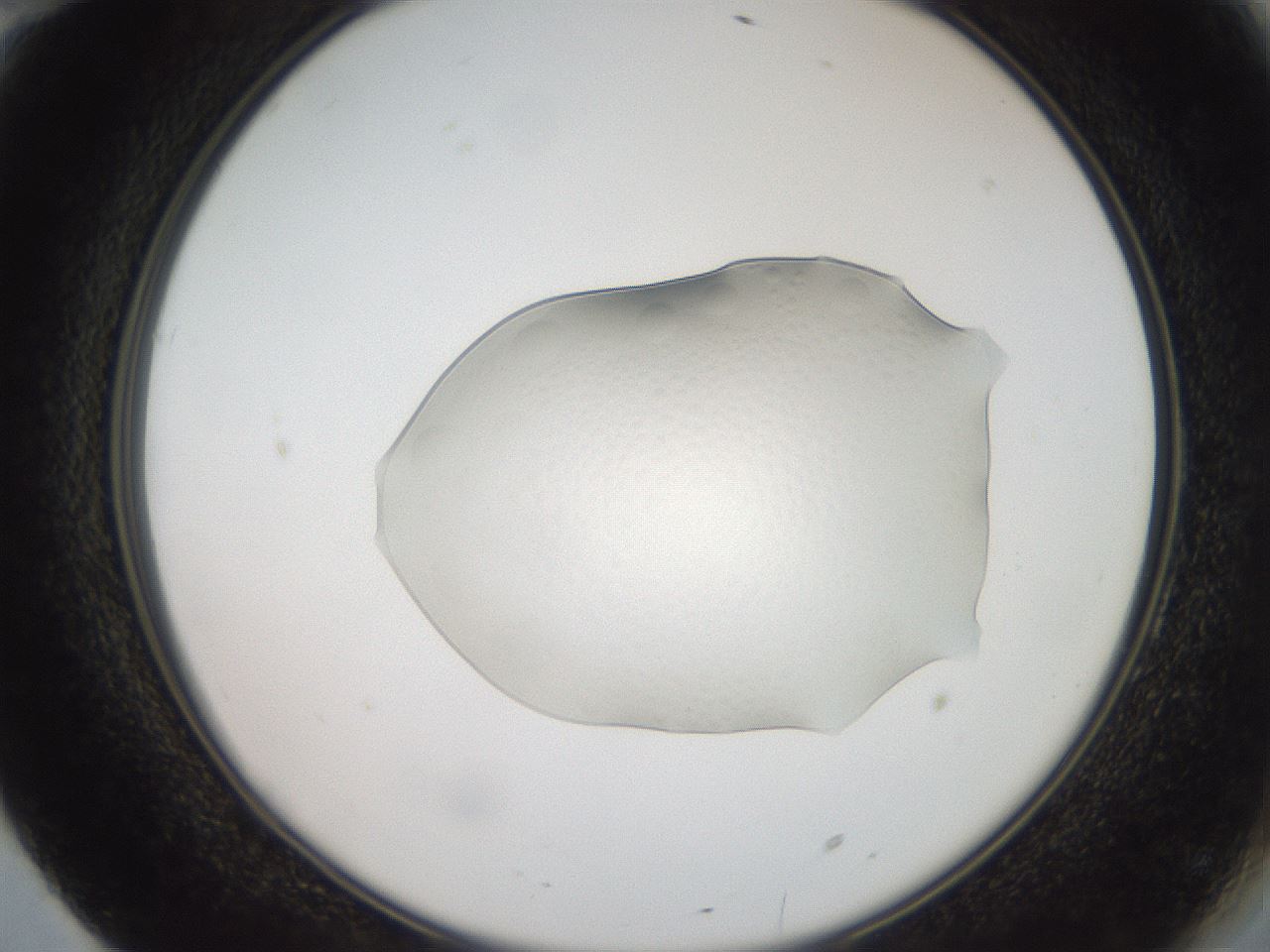 folderID510_plateID3510_batchID21374_wellNum70_profileID1_d2_r315025_ef.jpg