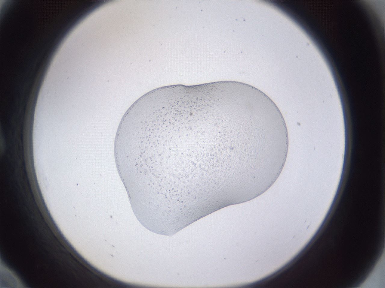 folderID513_plateID3513_batchID21529_wellNum10_profileID1_d1_r312407_ef.jpg
