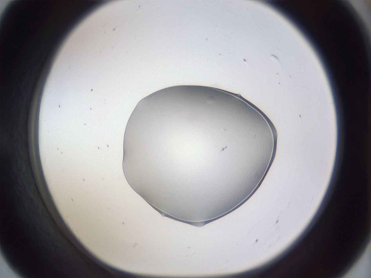 folderID515_plateID3515_batchID20847_wellNum55_profileID1_d1_r313650_ef.jpg
