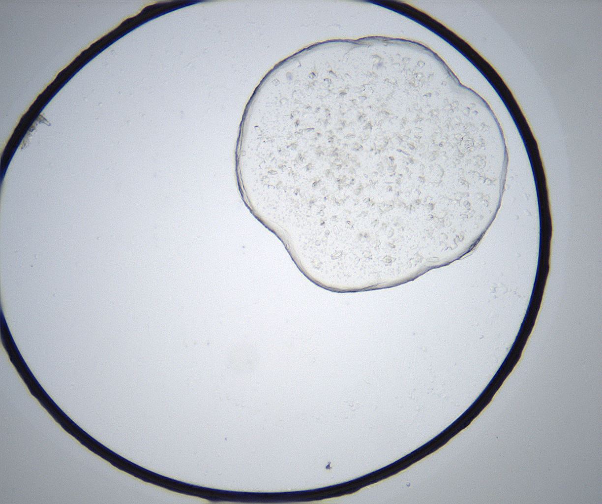 folderID517_plateID2517_batchID12562_wellNum43_profileID1_d1_r189104_ef.jpg