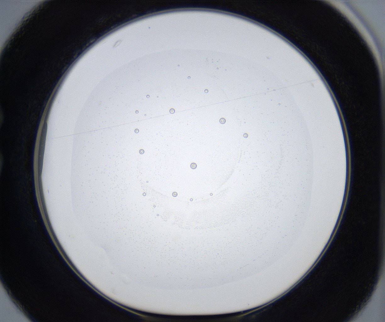 folderID51_plateID3051_batchID17527_wellNum25_profileID1_d1_r256281_ef.jpg