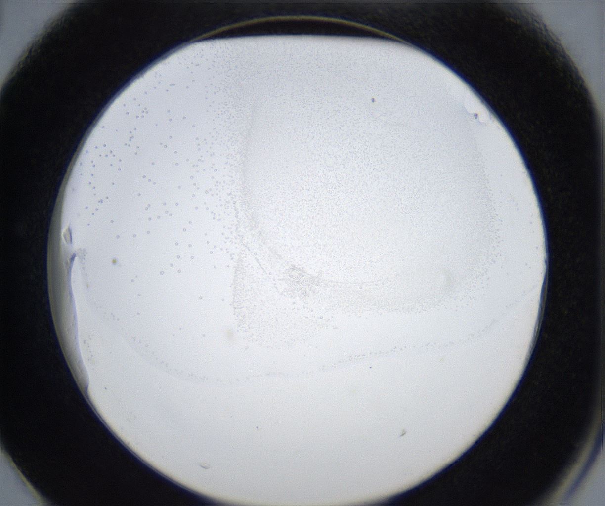 folderID51_plateID3051_batchID17527_wellNum63_profileID1_d2_r256358_ef.jpg