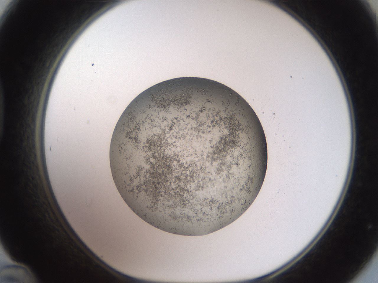 folderID507_plateID3507_batchID21531_wellNum48_profileID1_d1_r312868_ef.jpg