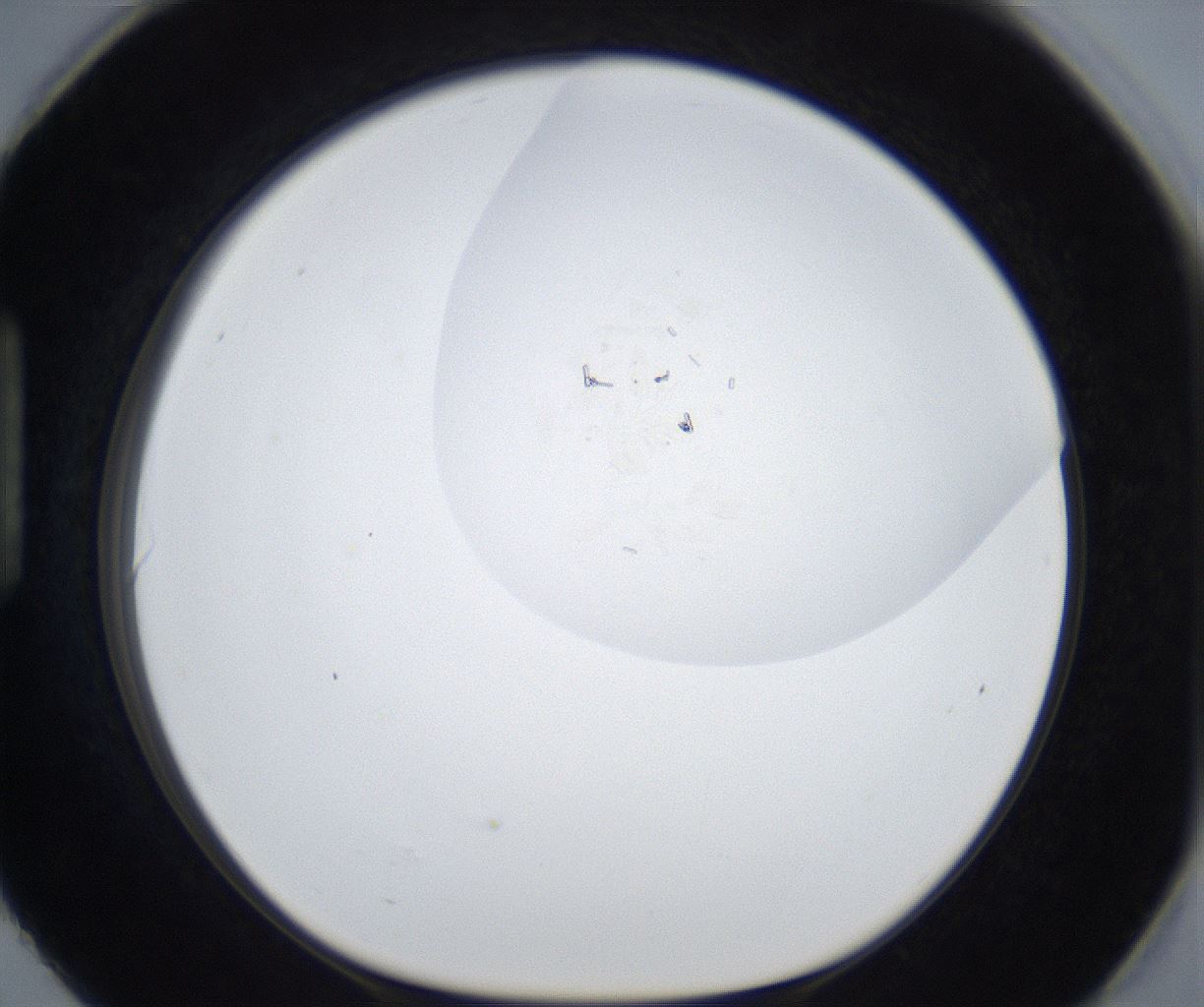 folderID51_plateID3051_batchID17794_wellNum90_profileID1_d1_r256411_ef.jpg