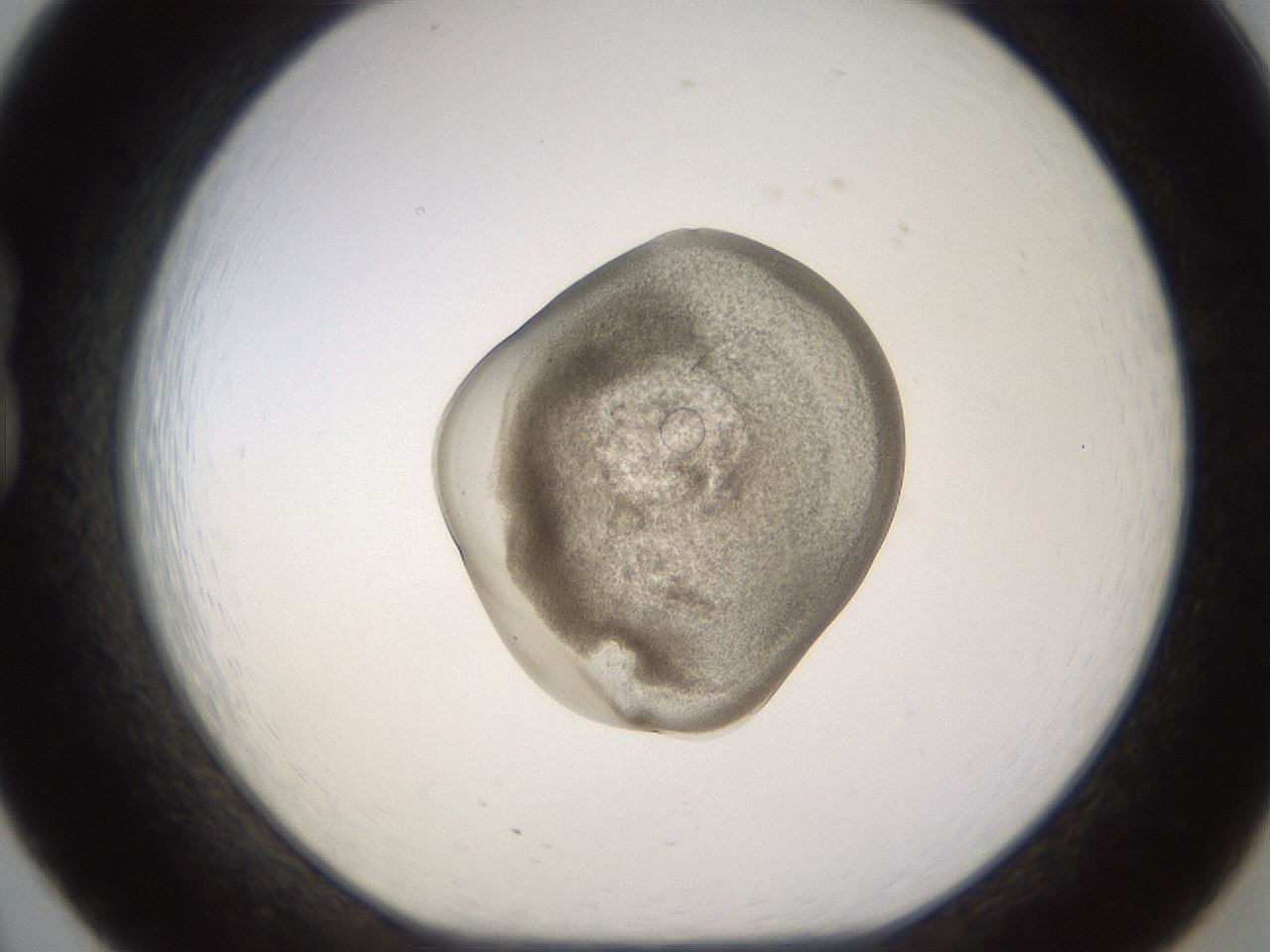 folderID525_plateID1525_batchID6384_wellNum20_profileID1_d1_r98071_ef.jpg