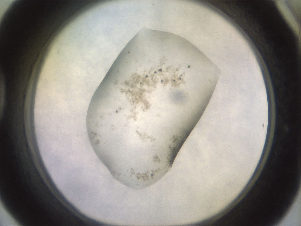 folderID525_plateID3525_batchID20546_wellNum42_profileID1_d1_r315791_ef.jpg