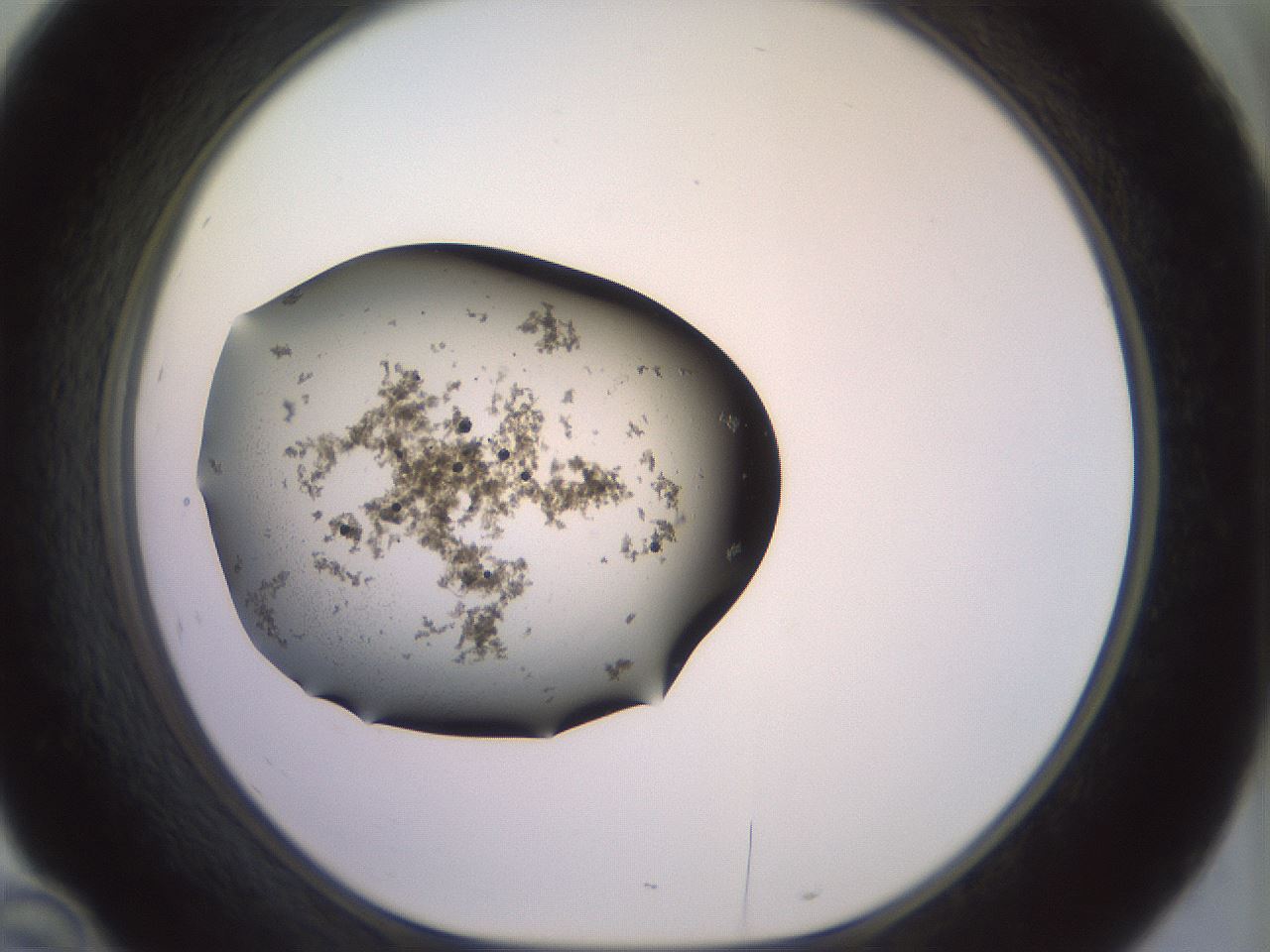 folderID525_plateID3525_batchID20753_wellNum46_profileID1_d1_r315795_ef.jpg