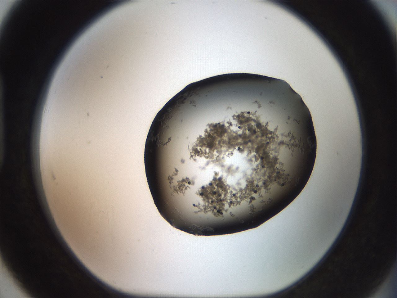 folderID524_plateID3524_batchID21069_wellNum91_profileID1_d1_r315744_ef.jpg
