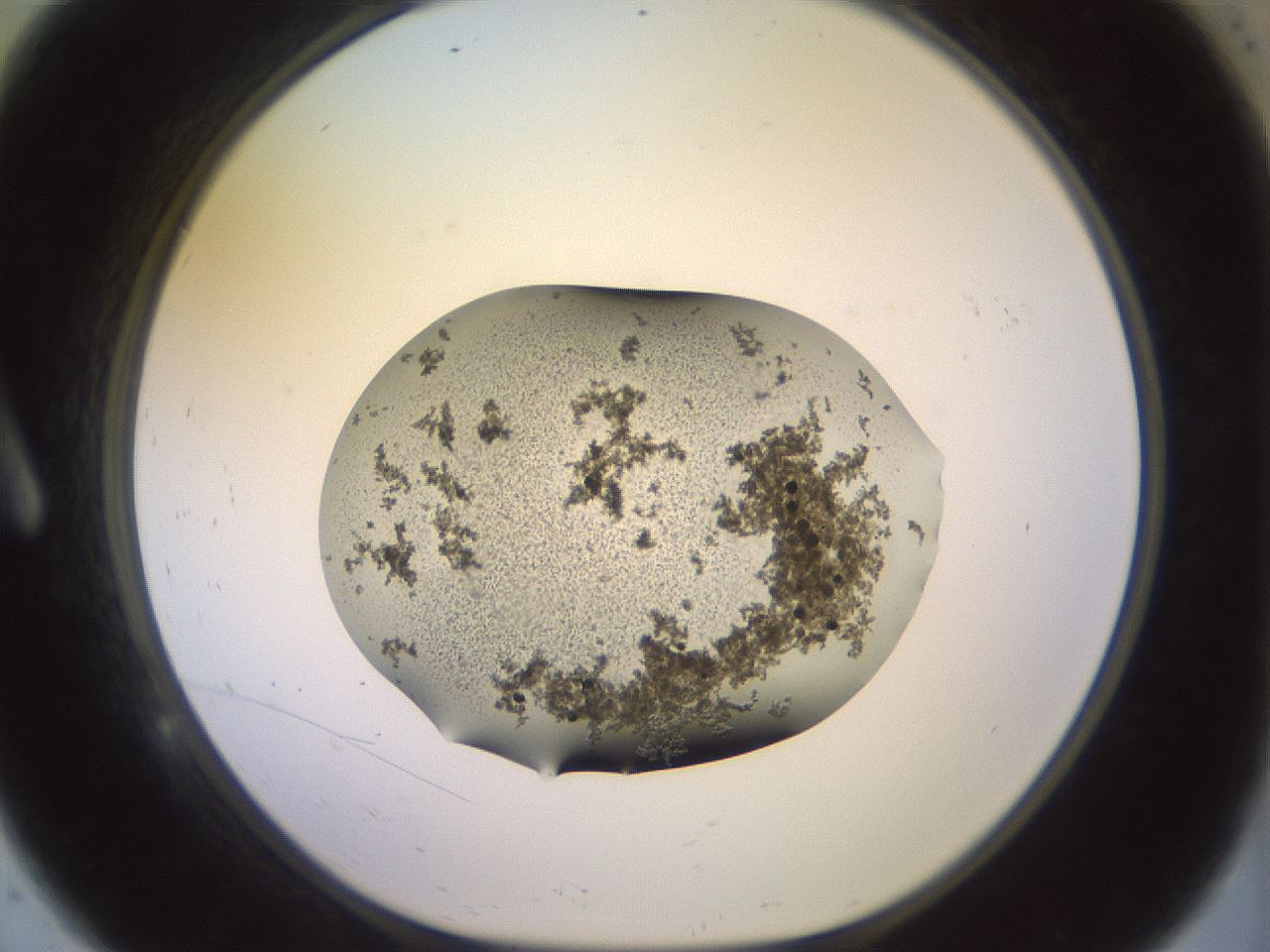 folderID525_plateID3525_batchID22201_wellNum9_profileID1_d1_r315758_ef.jpg