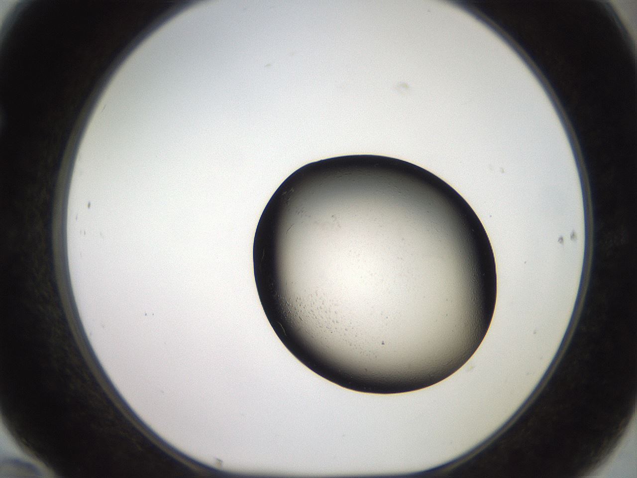 folderID550_plateID3550_batchID21483_wellNum70_profileID1_d1_r318144_ef.jpg