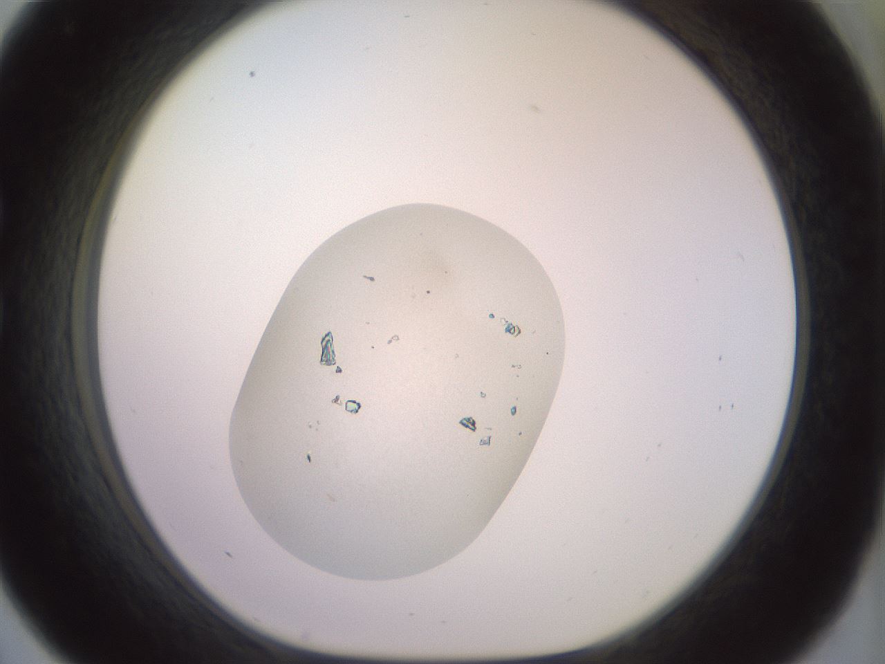 folderID553_plateID3553_batchID21036_wellNum33_profileID1_d1_r317135_ef.jpg