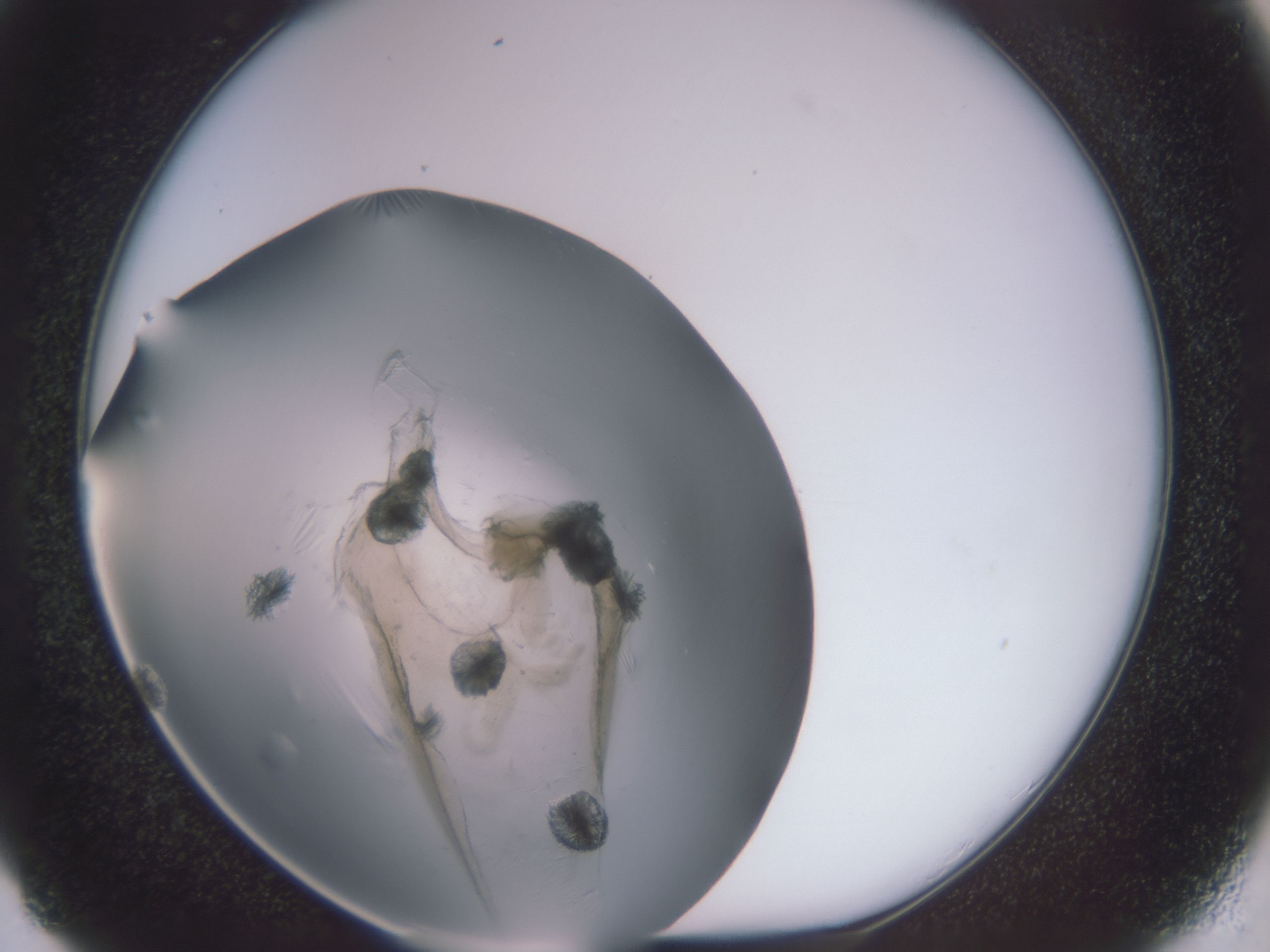 folderID564_plateID564_batchID527_wellNum29_profileID1_d1_r12339_ef.jpg