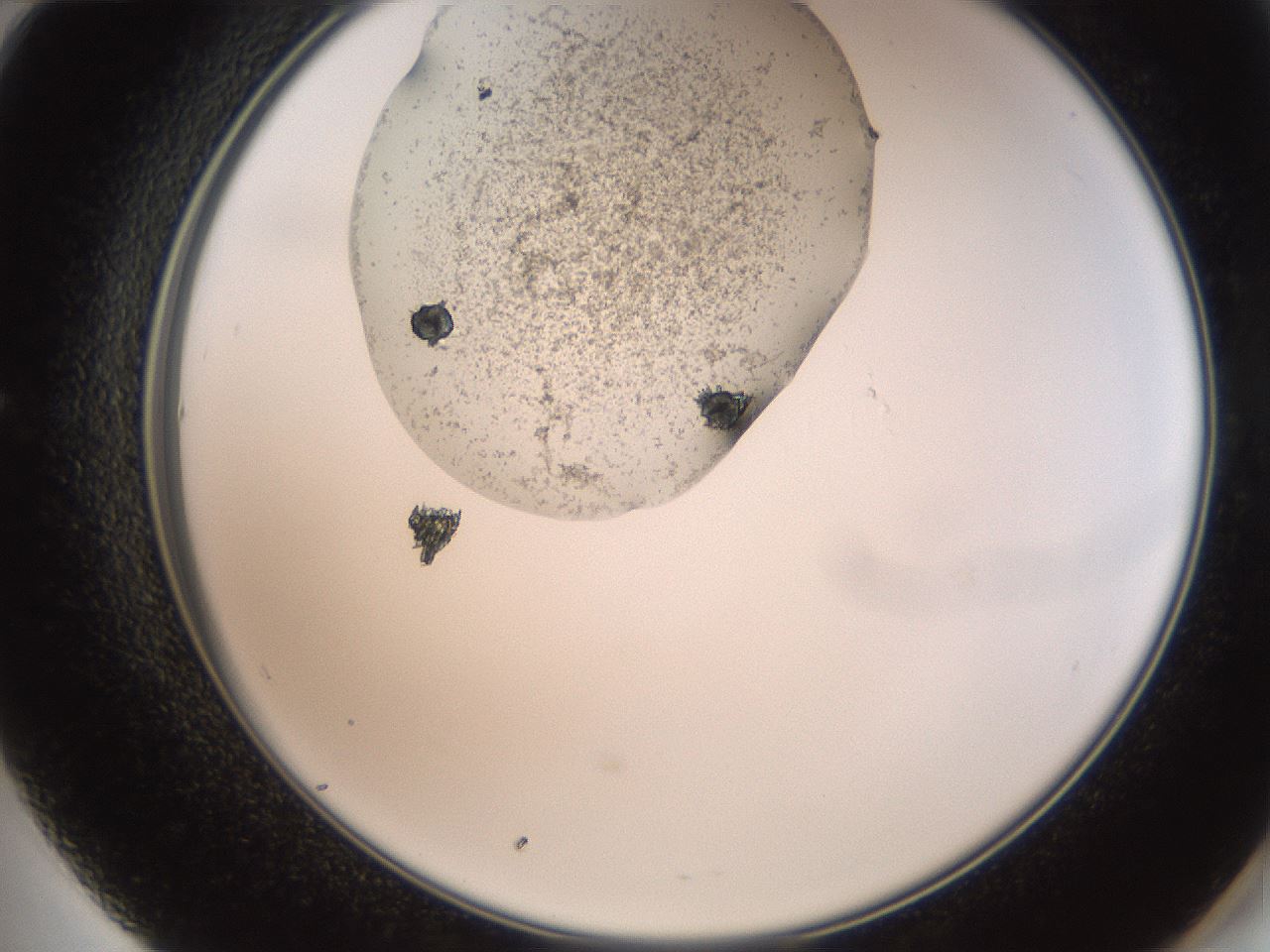folderID569_plateID2569_batchID12666_wellNum60_profileID1_d2_r196256_ef.jpg