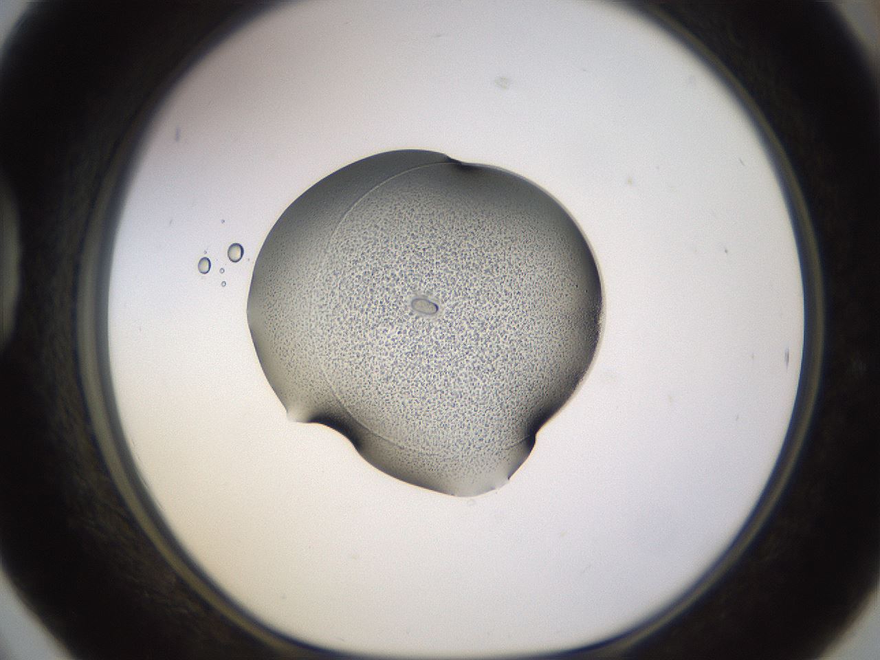 folderID564_plateID1564_batchID6346_wellNum42_profileID1_d1_r101926_ef.jpg
