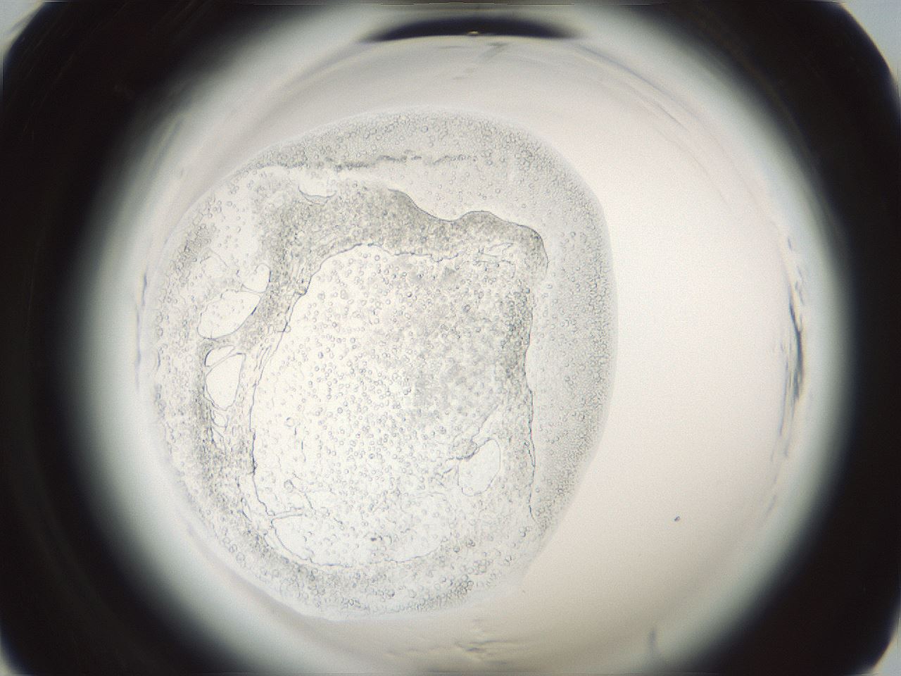 folderID579_plateID2579_batchID13865_wellNum7_profileID1_d1_r199899_ef.jpg
