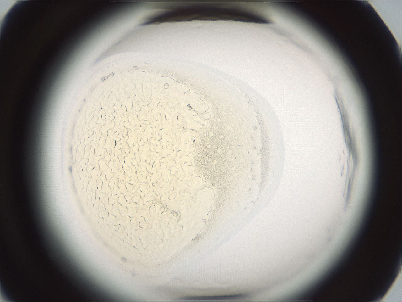 folderID580_plateID2580_batchID12772_wellNum73_profileID1_d1_r200961_ef.jpg