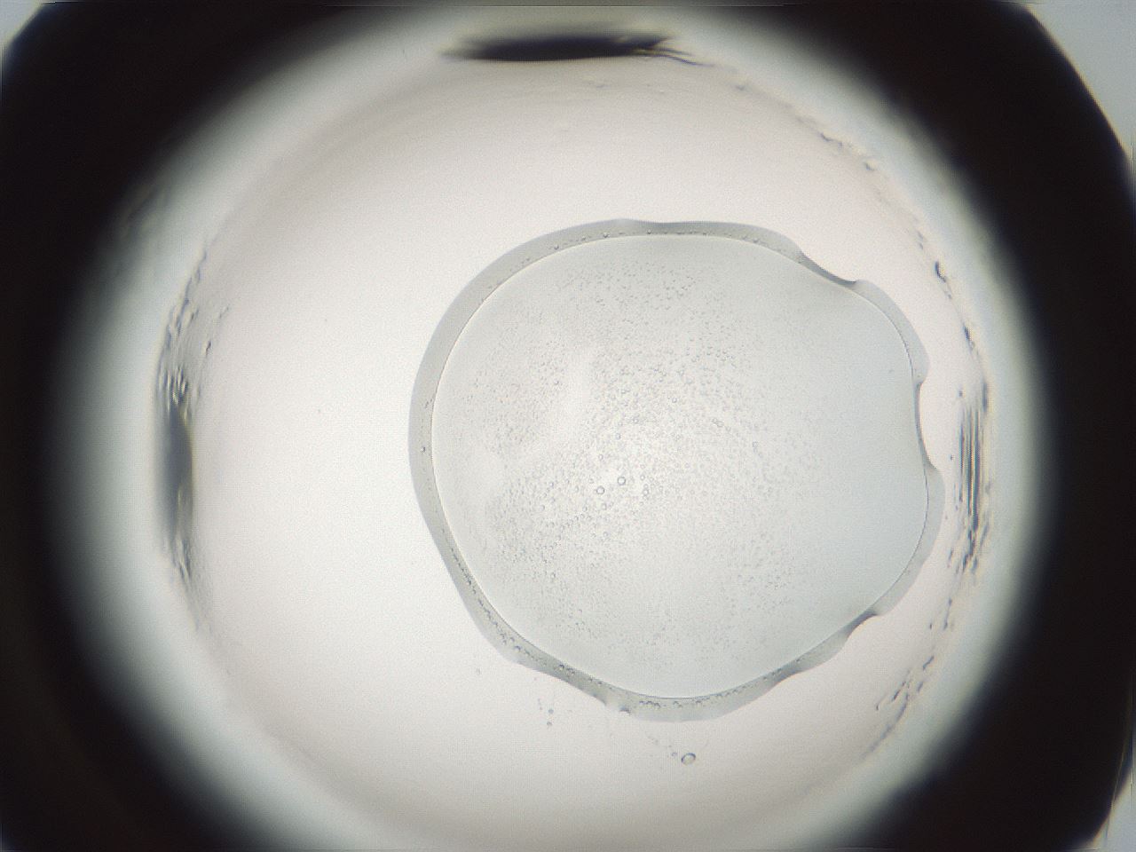 folderID580_plateID2580_batchID14841_wellNum70_profileID1_d2_r200953_ef.jpg