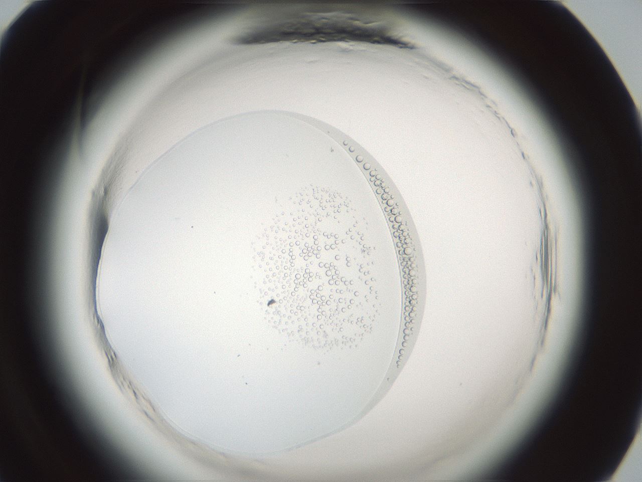 folderID582_plateID2582_batchID12893_wellNum84_profileID1_d1_r202722_ef.jpg