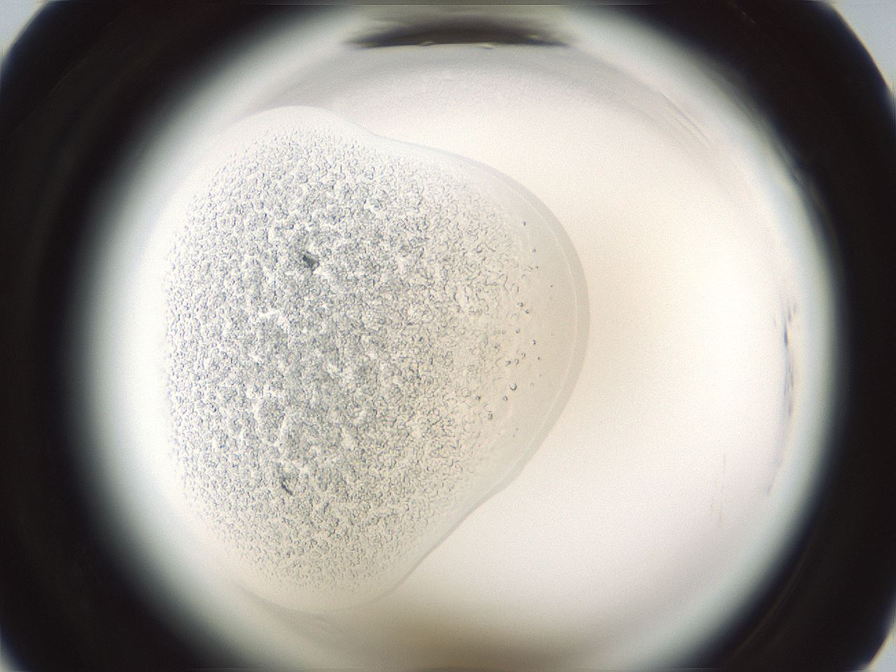folderID584_plateID2584_batchID12786_wellNum20_profileID1_d1_r203971_ef.jpg