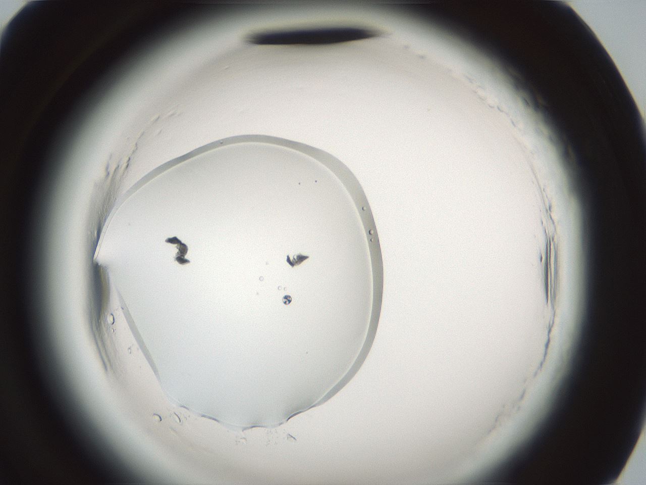 folderID586_plateID2586_batchID14865_wellNum94_profileID1_d2_r206210_ef.jpg