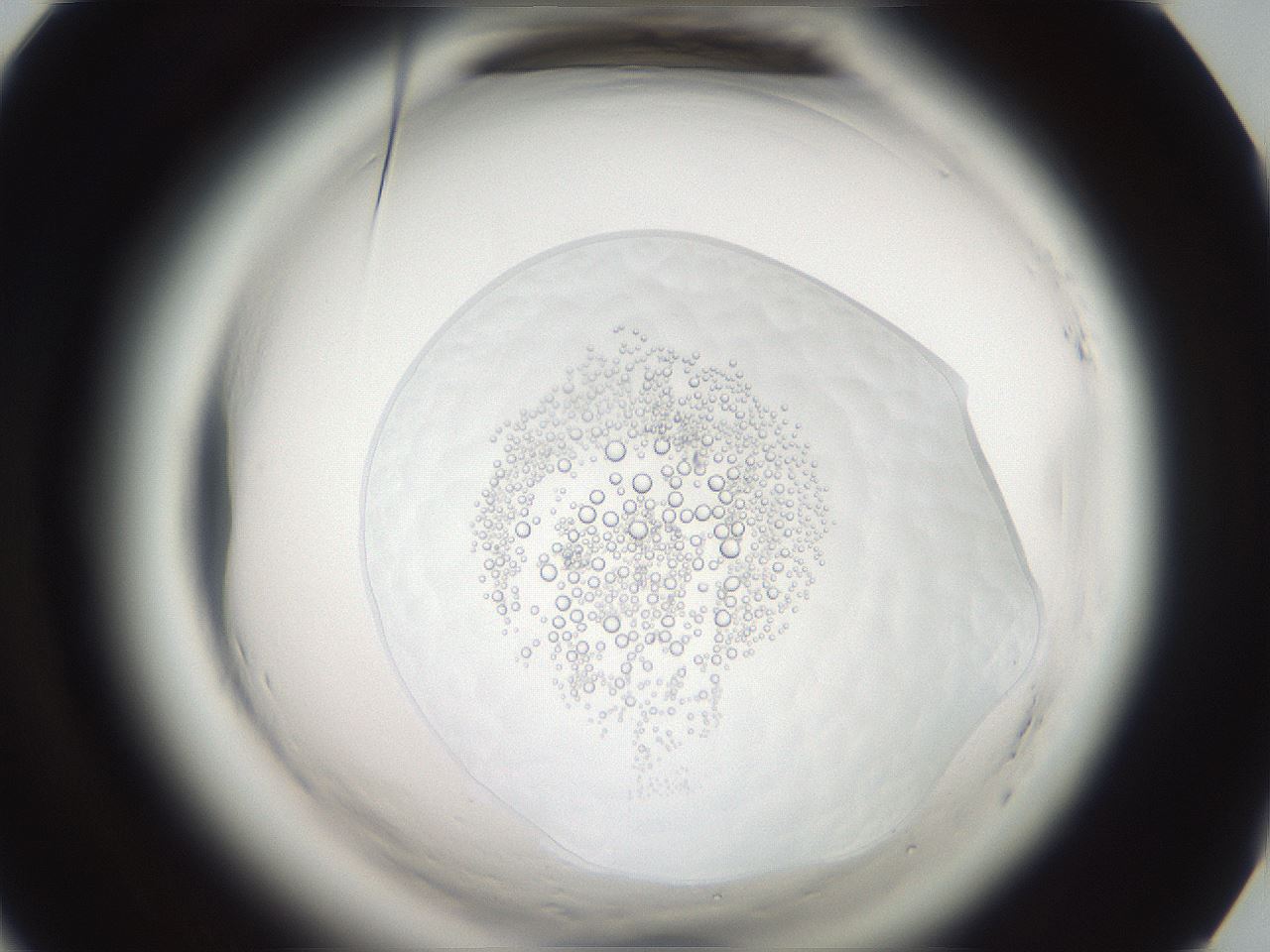 folderID587_plateID2587_batchID13427_wellNum65_profileID1_d1_r198057_ef.jpg