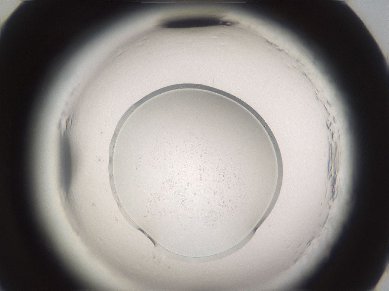 folderID589_plateID2589_batchID12785_wellNum82_profileID1_d2_r200413_ef.jpg