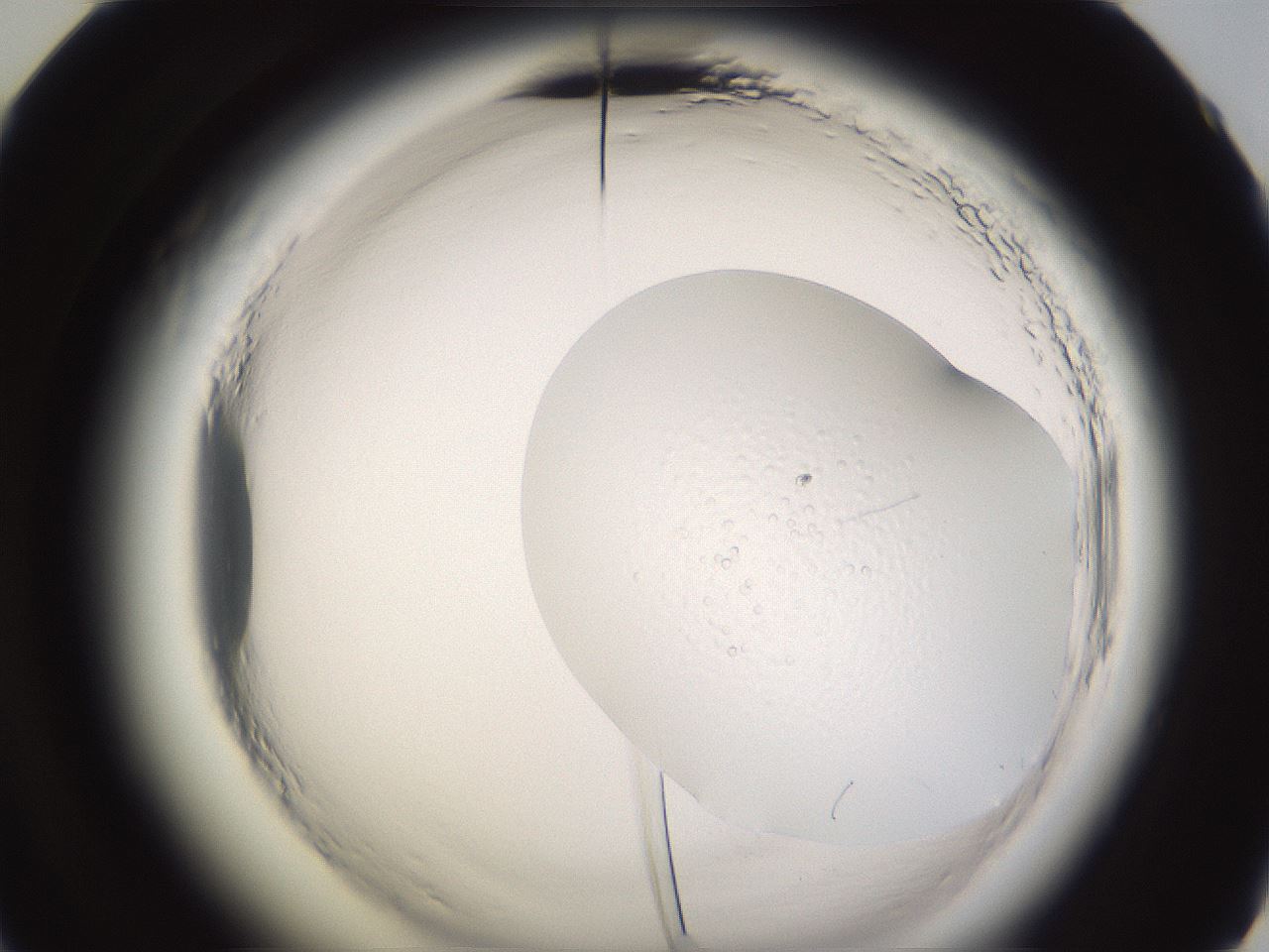 folderID589_plateID2589_batchID12968_wellNum60_profileID1_d2_r200347_ef.jpg