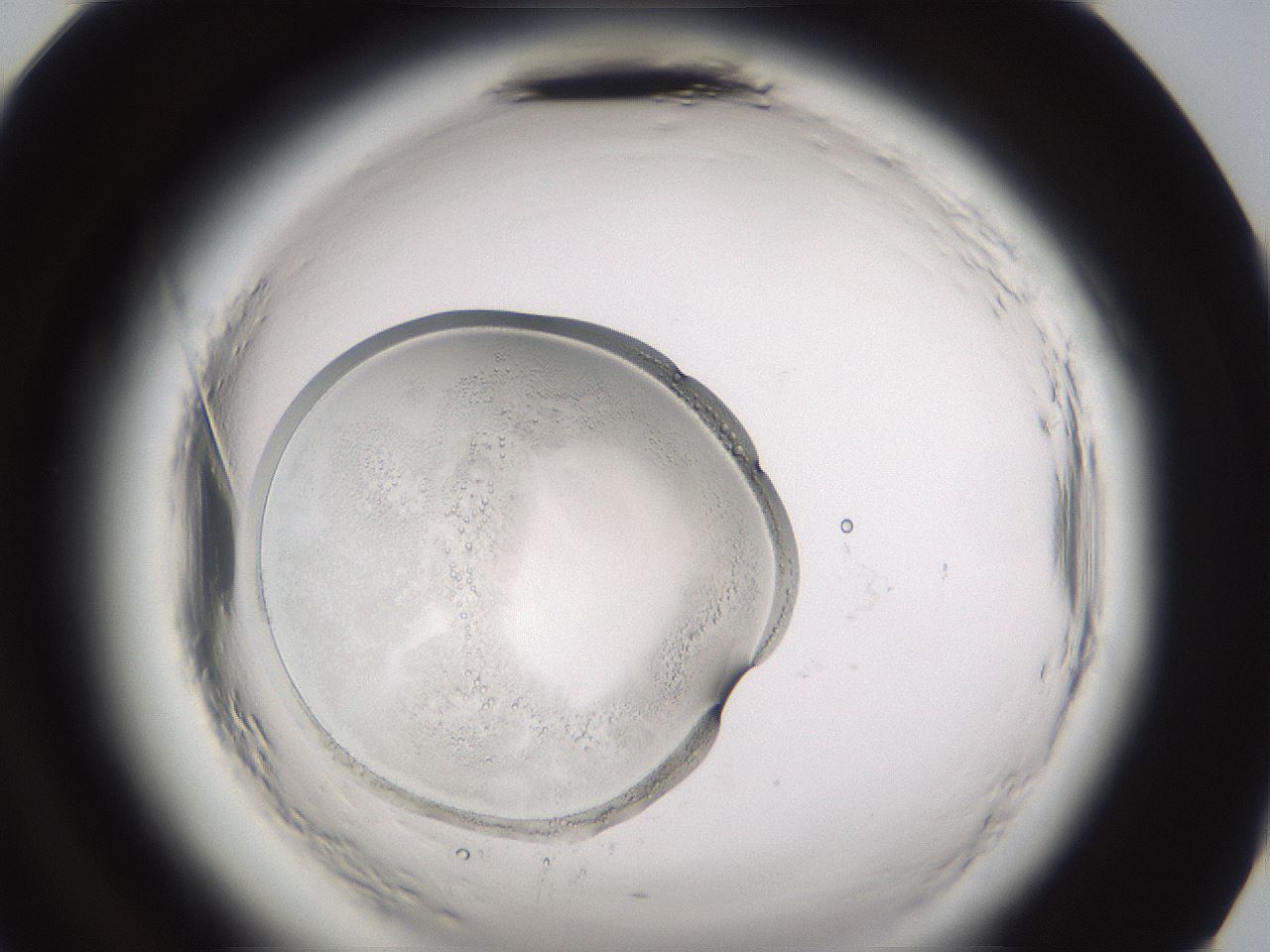 folderID590_plateID2590_batchID12971_wellNum96_profileID1_d2_r201319_ef.jpg