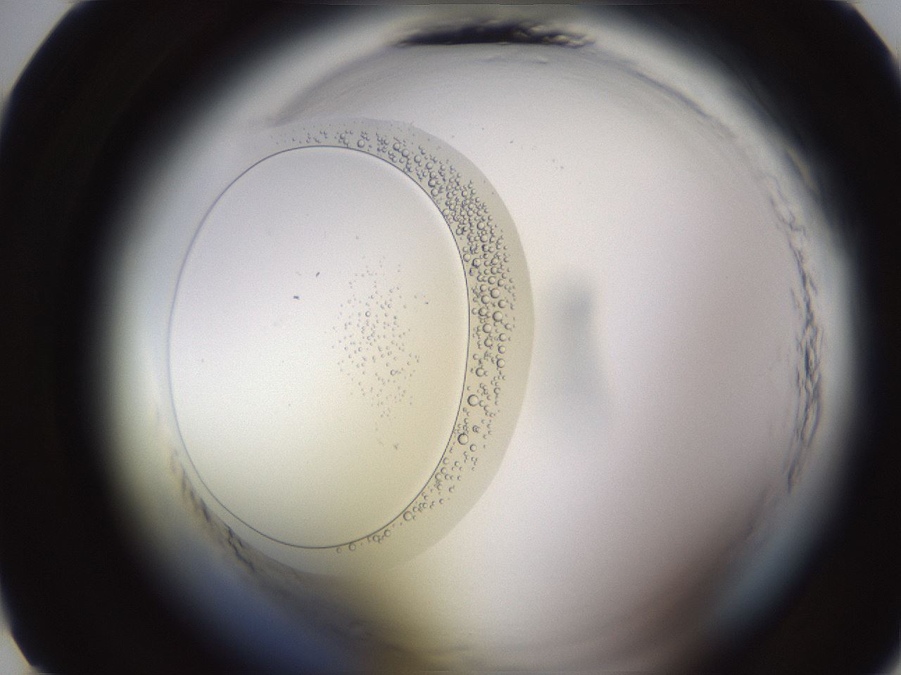 folderID590_plateID2590_batchID12888_wellNum10_profileID1_d1_r201060_ef.jpg