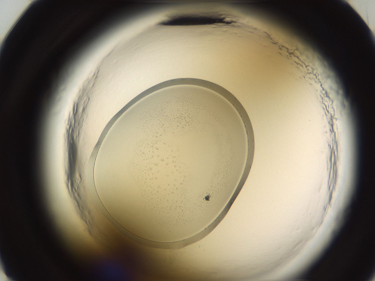 folderID590_plateID2590_batchID13438_wellNum23_profileID1_d2_r201100_ef.jpg