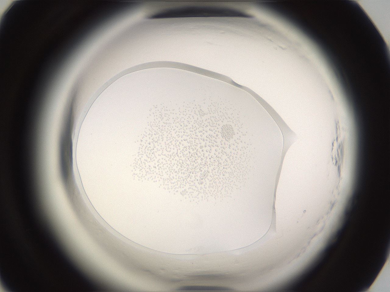 folderID595_plateID2595_batchID12797_wellNum87_profileID1_d1_r206476_ef.jpg