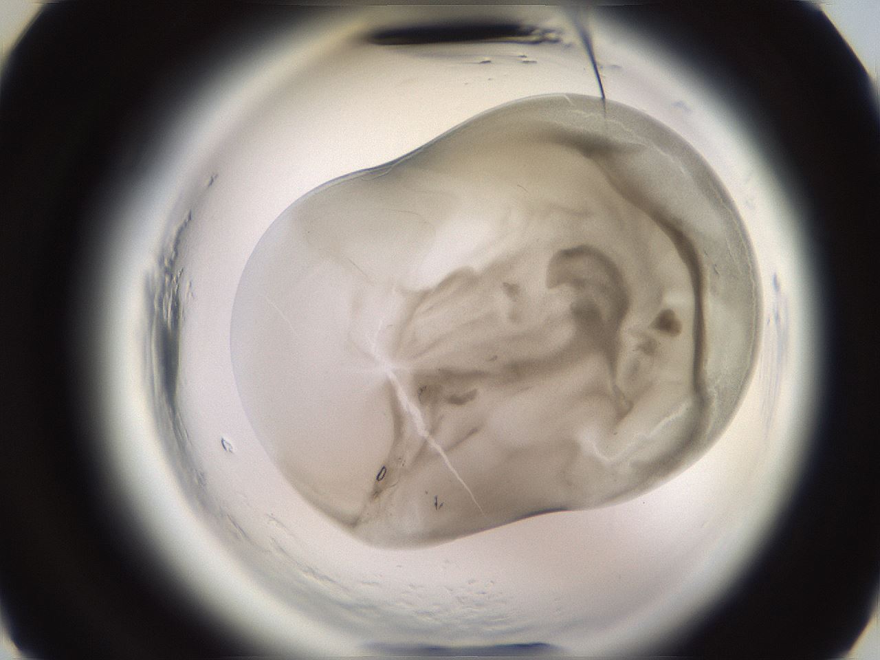 folderID595_plateID2595_batchID13015_wellNum16_profileID1_d3_r206265_ef.jpg