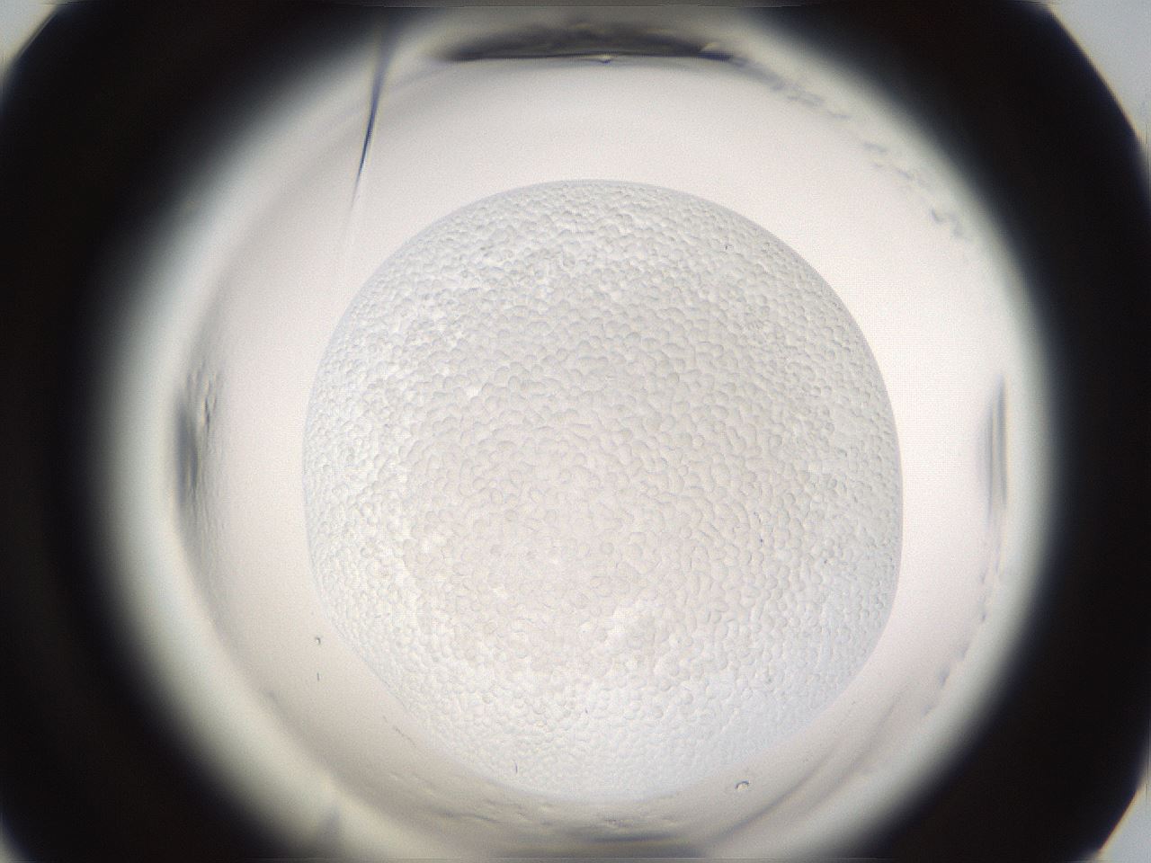 folderID596_plateID2596_batchID12767_wellNum66_profileID1_d1_r206989_ef.jpg