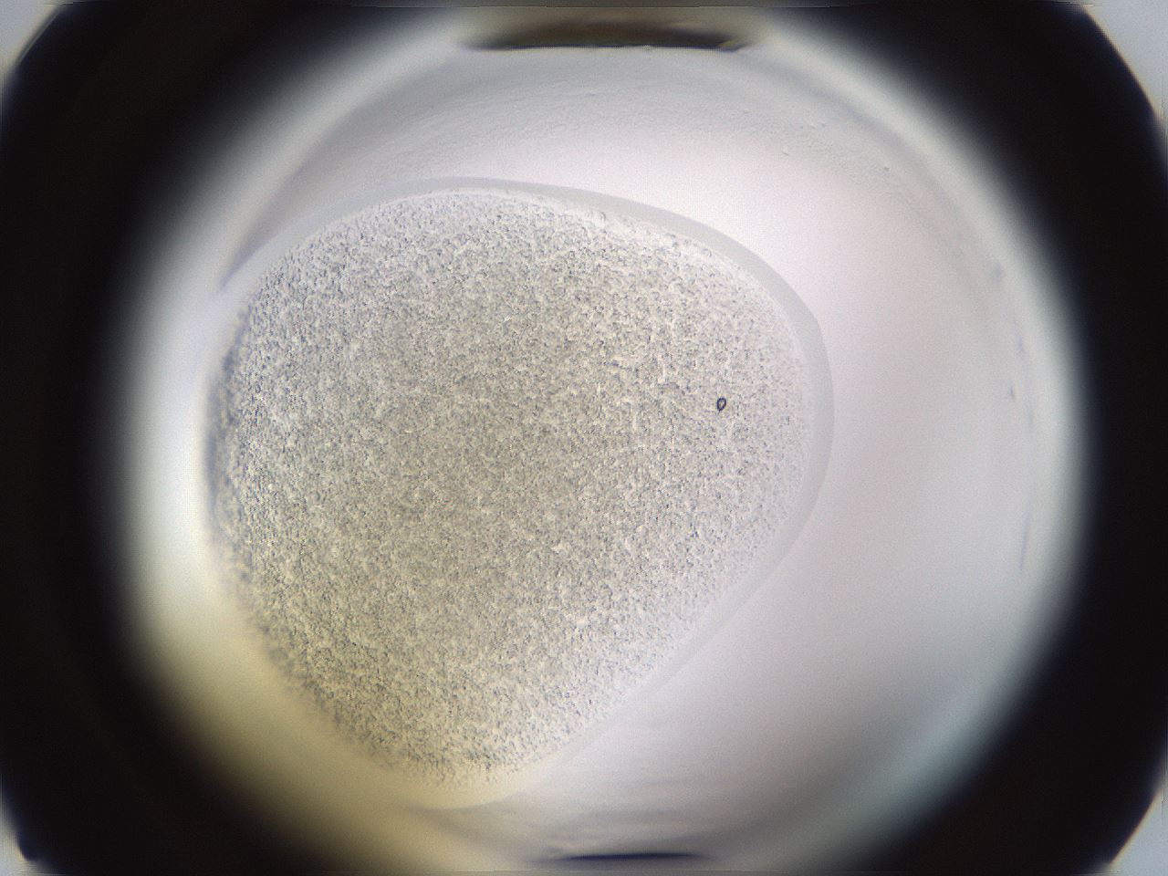 folderID596_plateID2596_batchID12799_wellNum14_profileID1_d1_r206833_ef.jpg