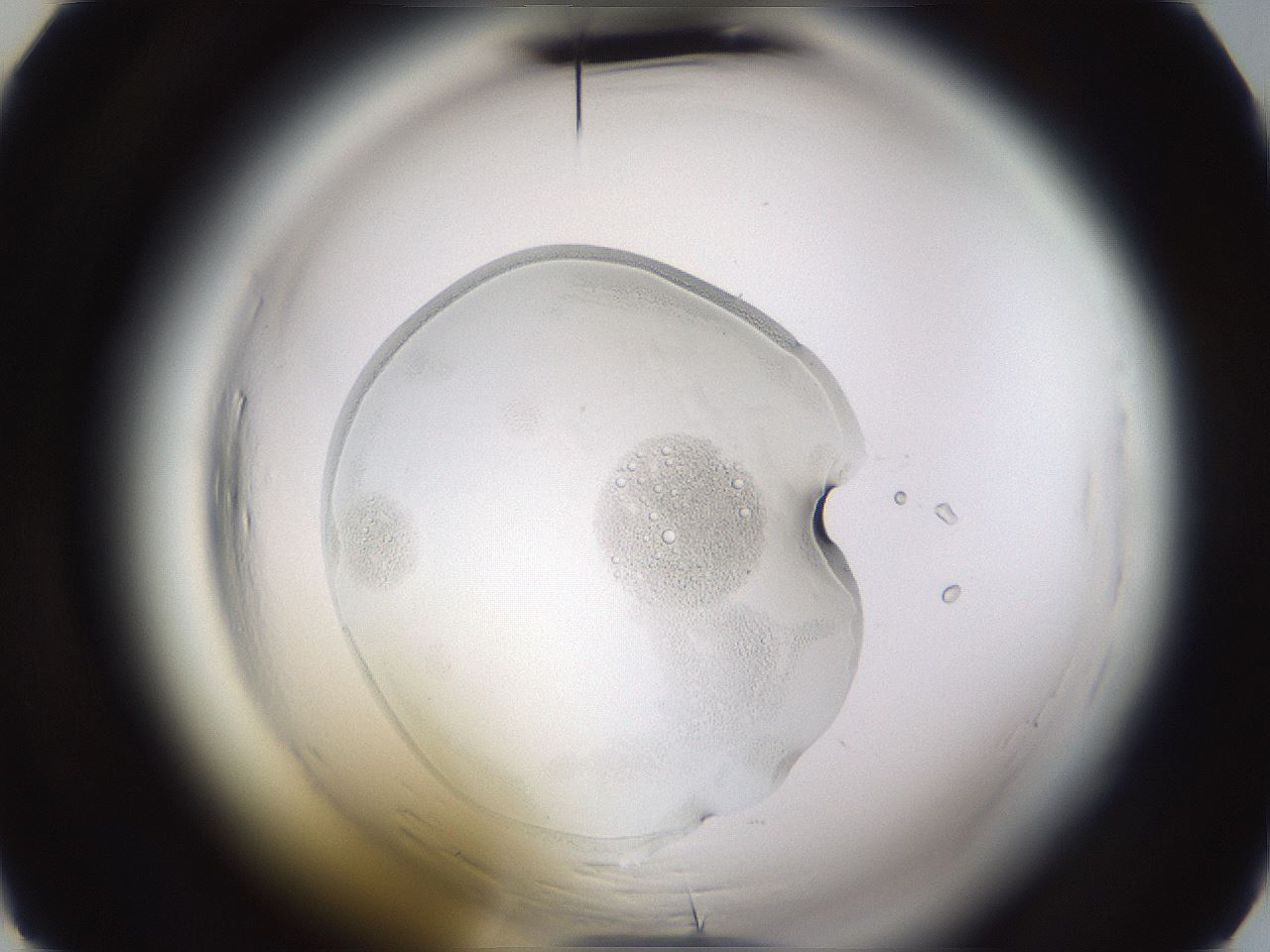 folderID596_plateID2596_batchID13016_wellNum29_profileID1_d2_r206879_ef.jpg
