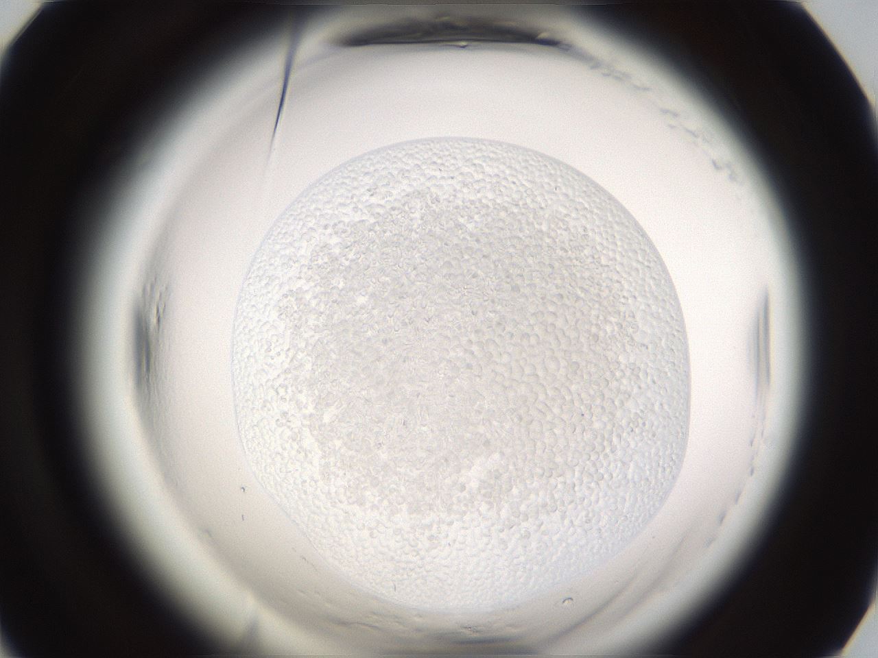 folderID596_plateID2596_batchID13016_wellNum66_profileID1_d1_r206989_ef.jpg