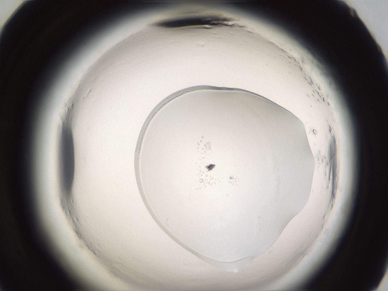 folderID596_plateID2596_batchID13016_wellNum71_profileID1_d2_r207005_ef.jpg