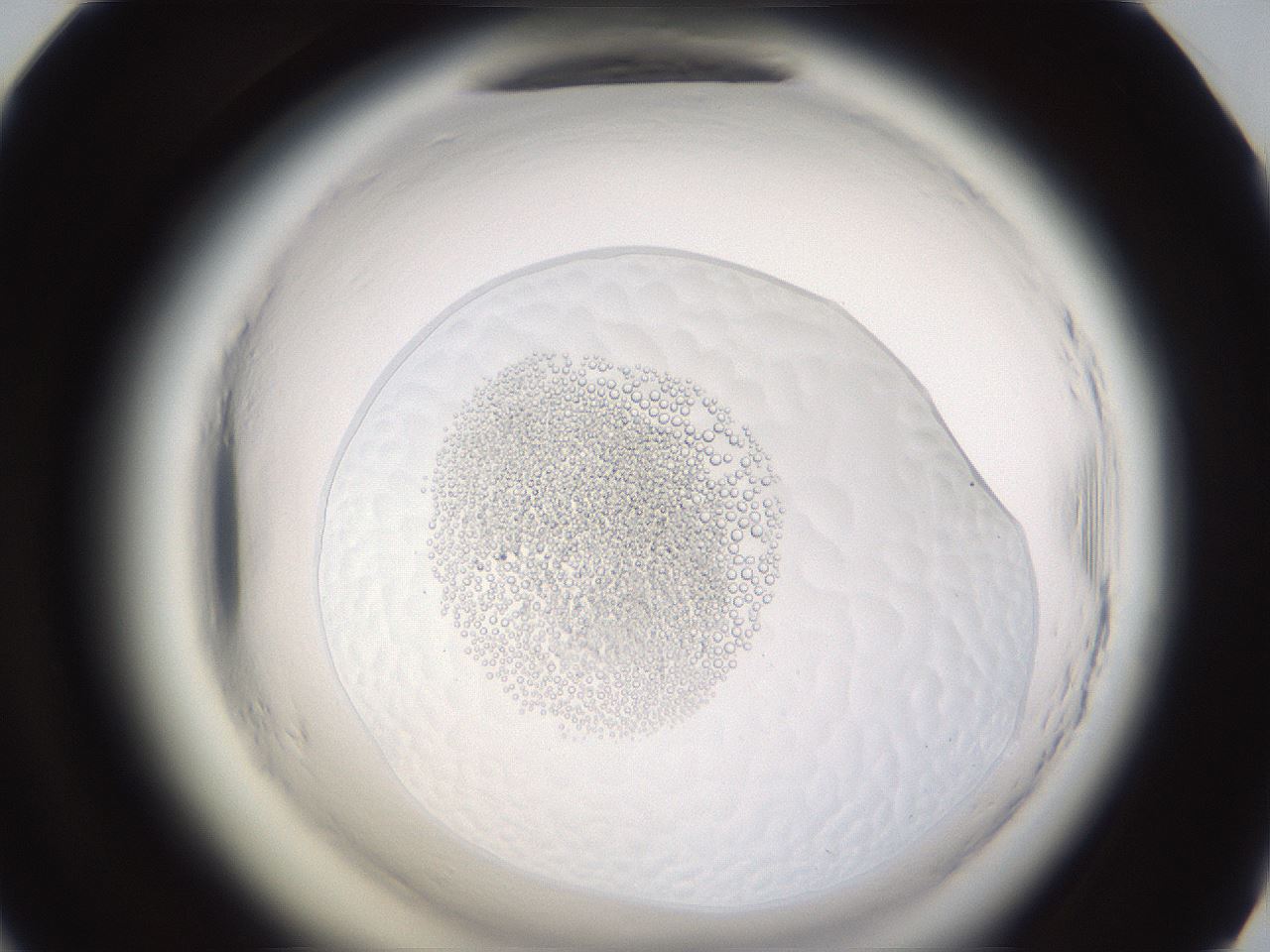 folderID597_plateID2597_batchID12845_wellNum58_profileID1_d1_r207541_ef.jpg