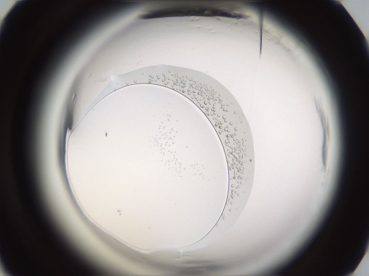 folderID597_plateID2597_batchID13018_wellNum63_profileID1_d1_r207556_ef.jpg