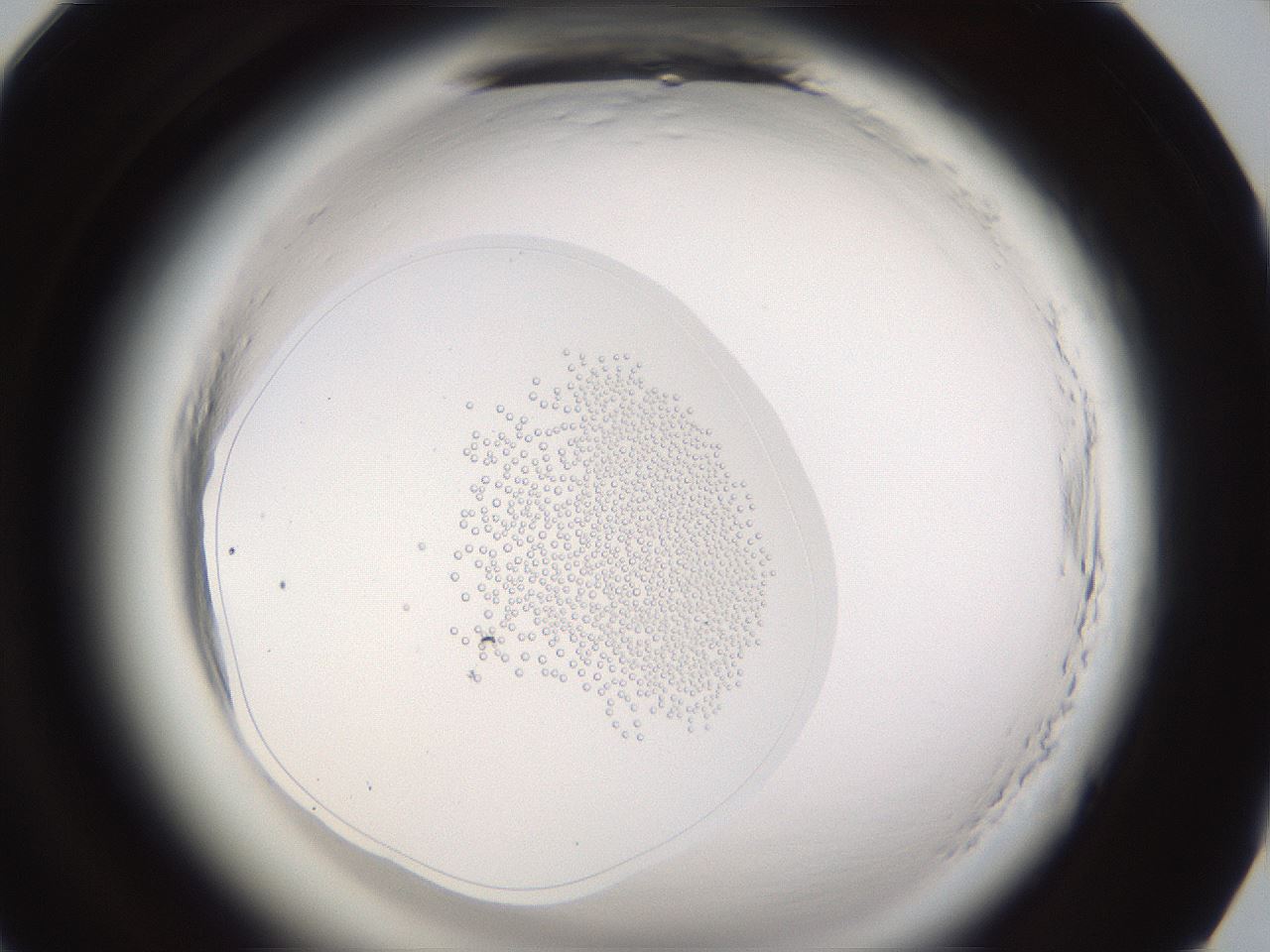 folderID597_plateID2597_batchID13894_wellNum94_profileID1_d1_r207649_ef.jpg